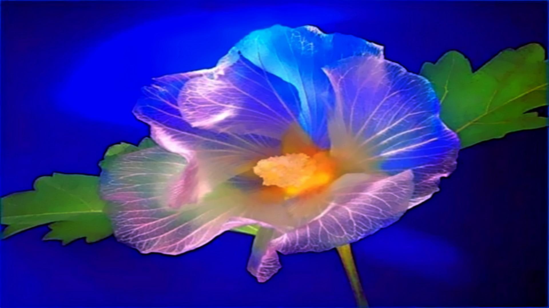 amazing, transparency, blue, romantic, 1080P, caring, 3d and abstract, warm, flowers, love, HD Wallpaper