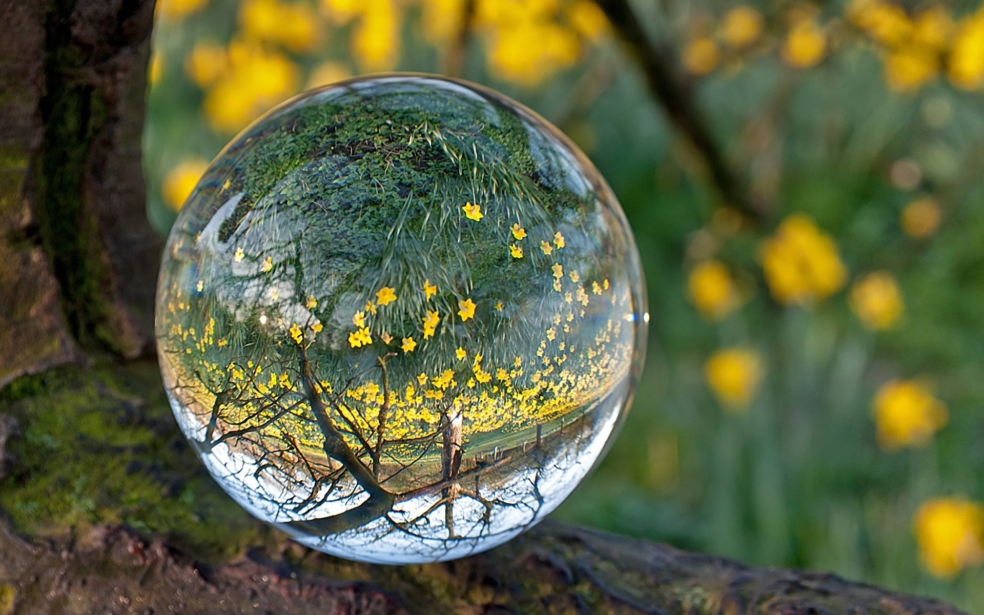 green Color, drop, outdoors, circle, transparent, leaf, close-up, water, geometric shape, tree, nature, planet - Space, backgrounds, crystal ball, yellow, HD Wallpaper