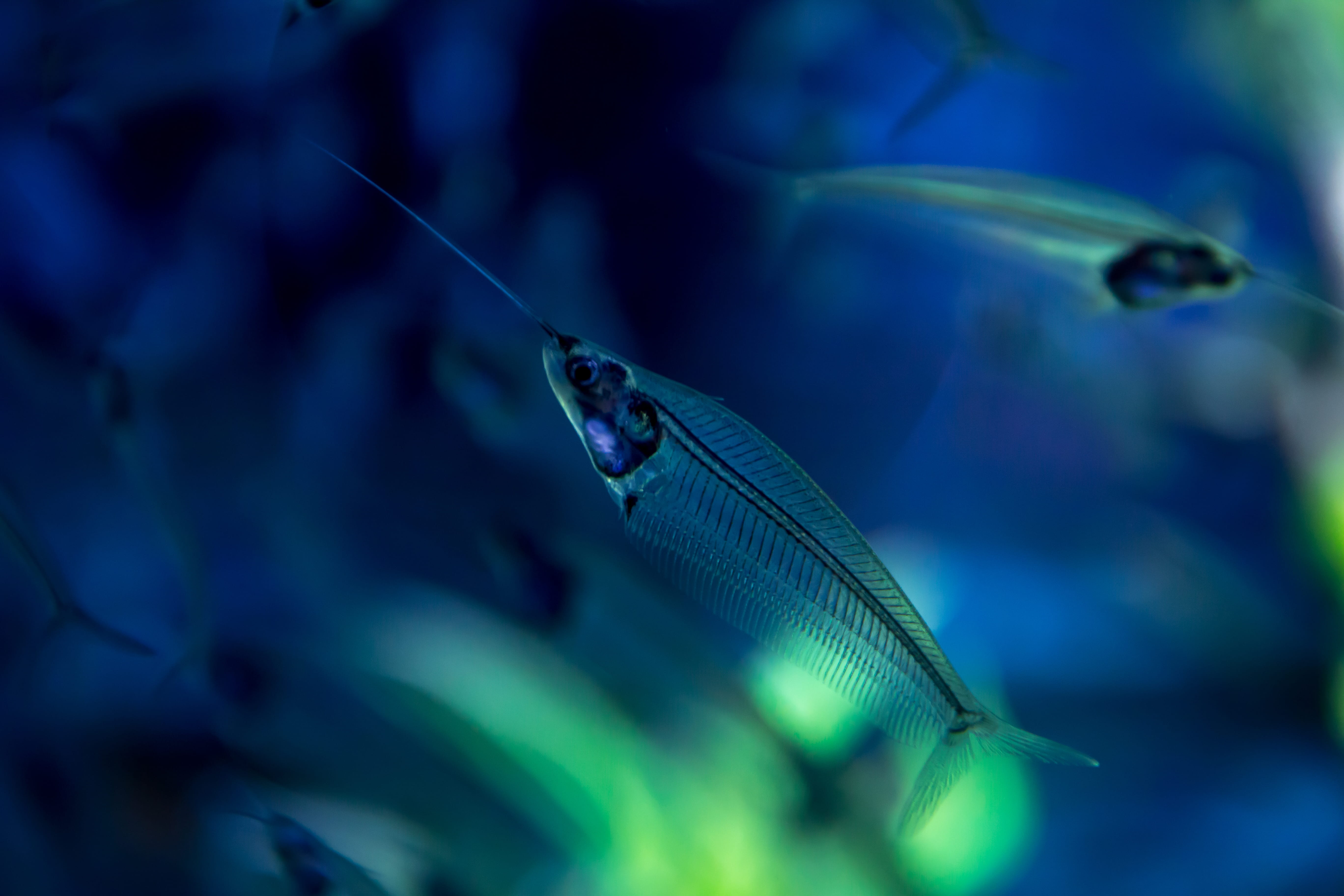 5K, nature, no people, beautiful, vertebrate, blue, aquarium, sea life, animals in the wild, small, water, underwater, animal, one animal, fish, sea, marine, HD Wallpaper