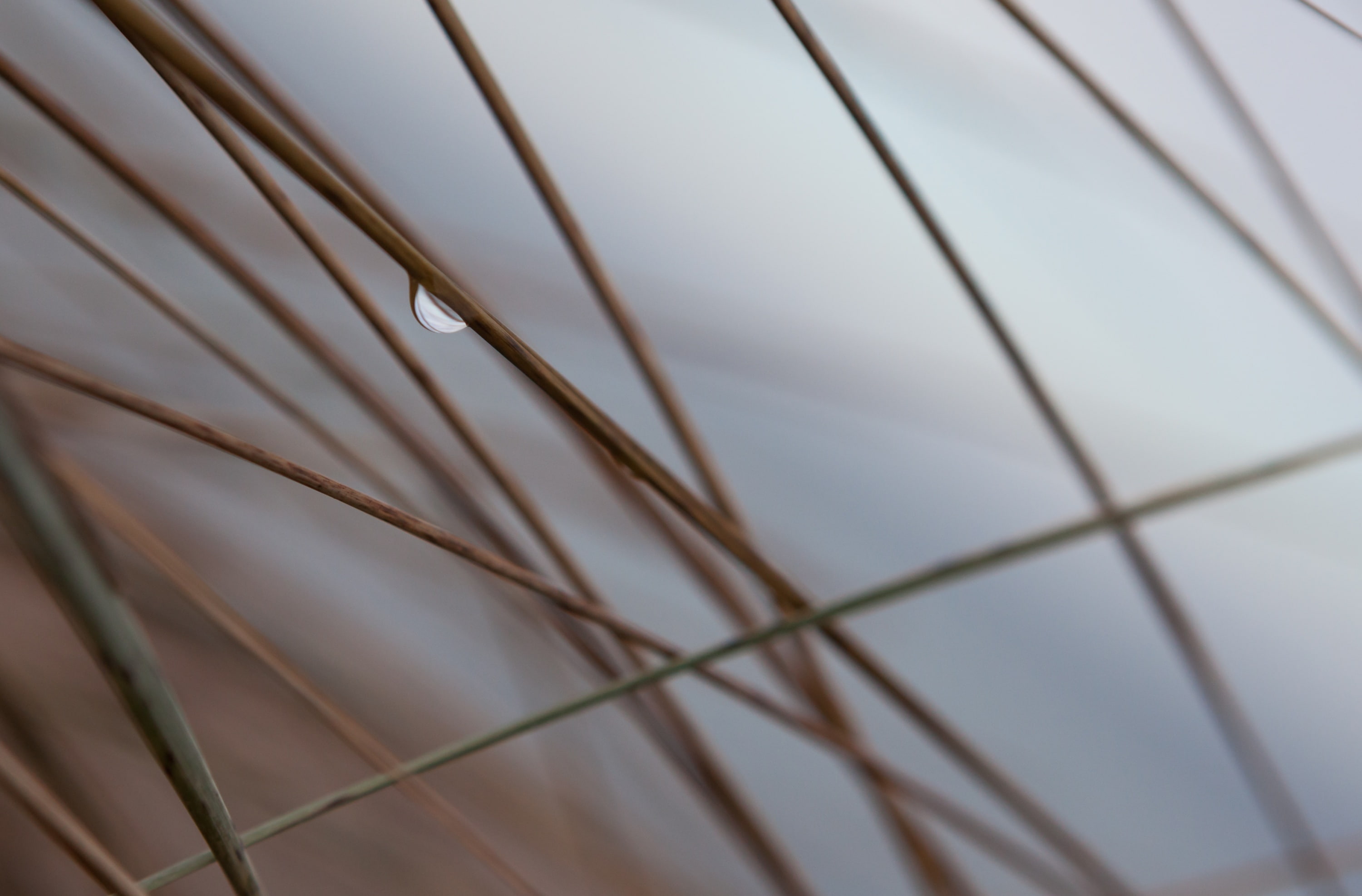 built structure, ceiling, pattern, Branches, nature, architecture, Drop, day, eos5dmarkii, backgrounds, protection, no people, safety, close-up, Cold, string, HD Wallpaper