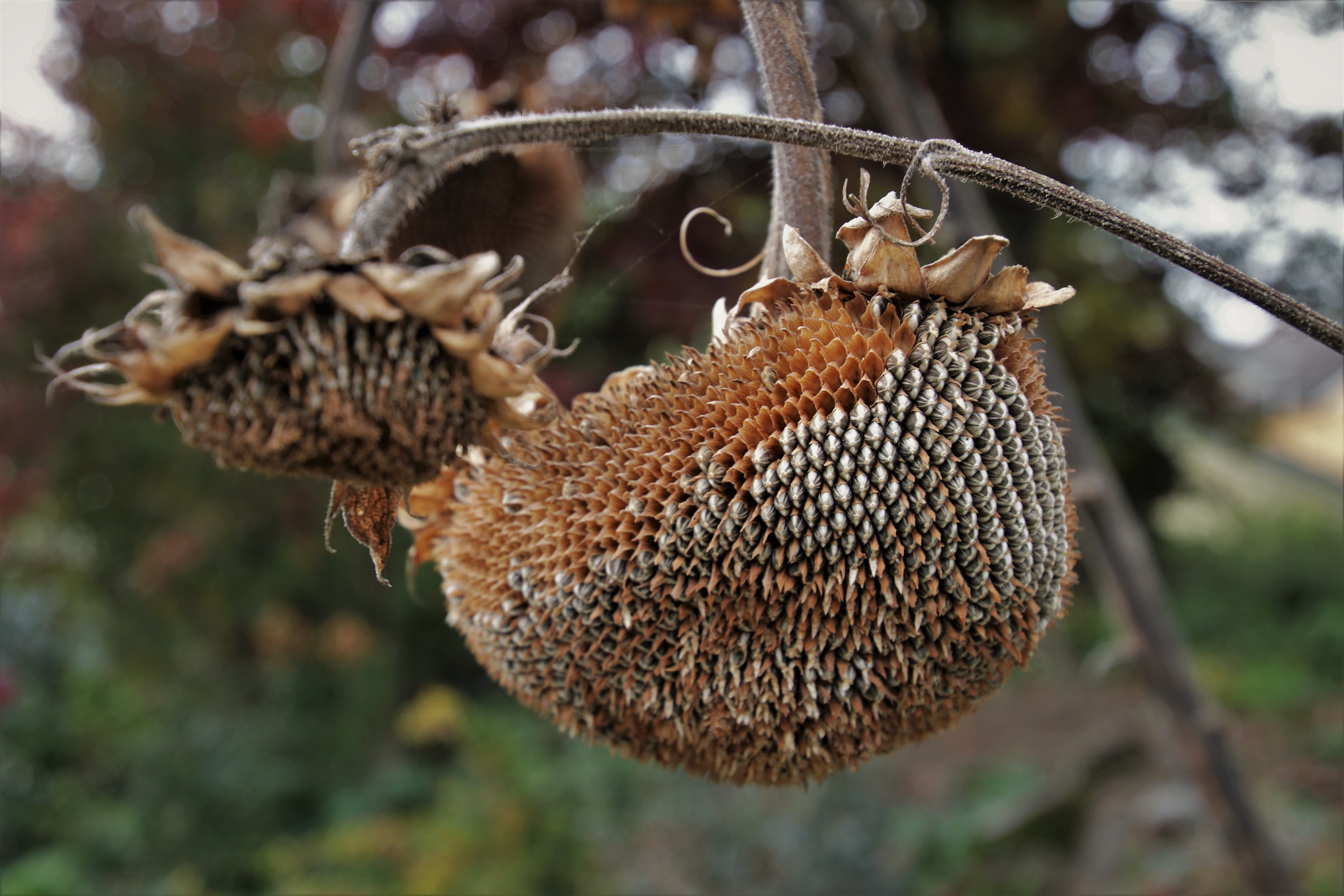animal, at the court of, in the fall, branch, brown, dried, no people, fruit, seasons of the year, animals in the wild, collapse, garden, the structure of the, HD Wallpaper