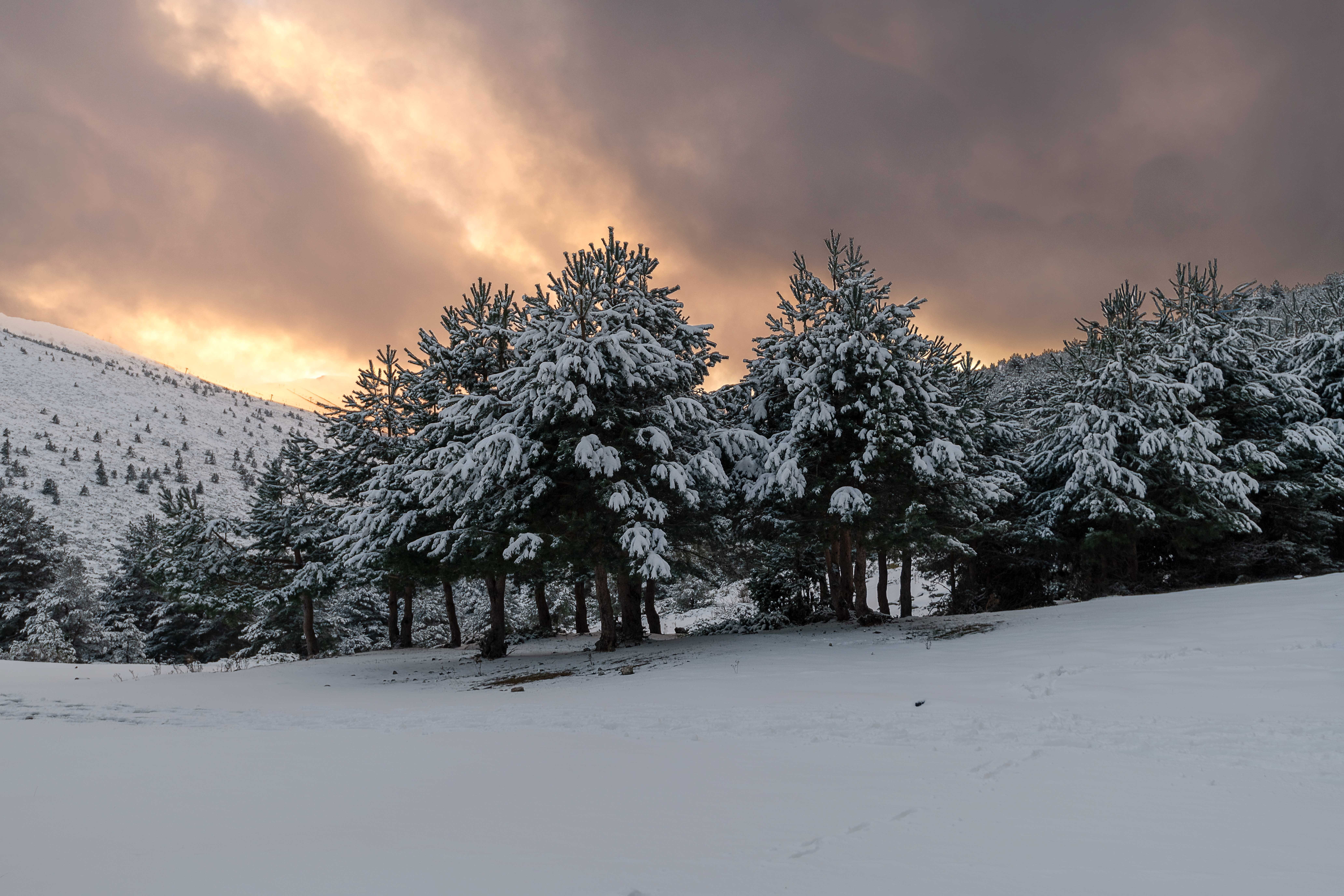 silence, coniferous tree, forest, tree, pine tree, landscape, woodland, tranquil scene, cold temperature, white color, scenics - nature, light, colorless, HD Wallpaper
