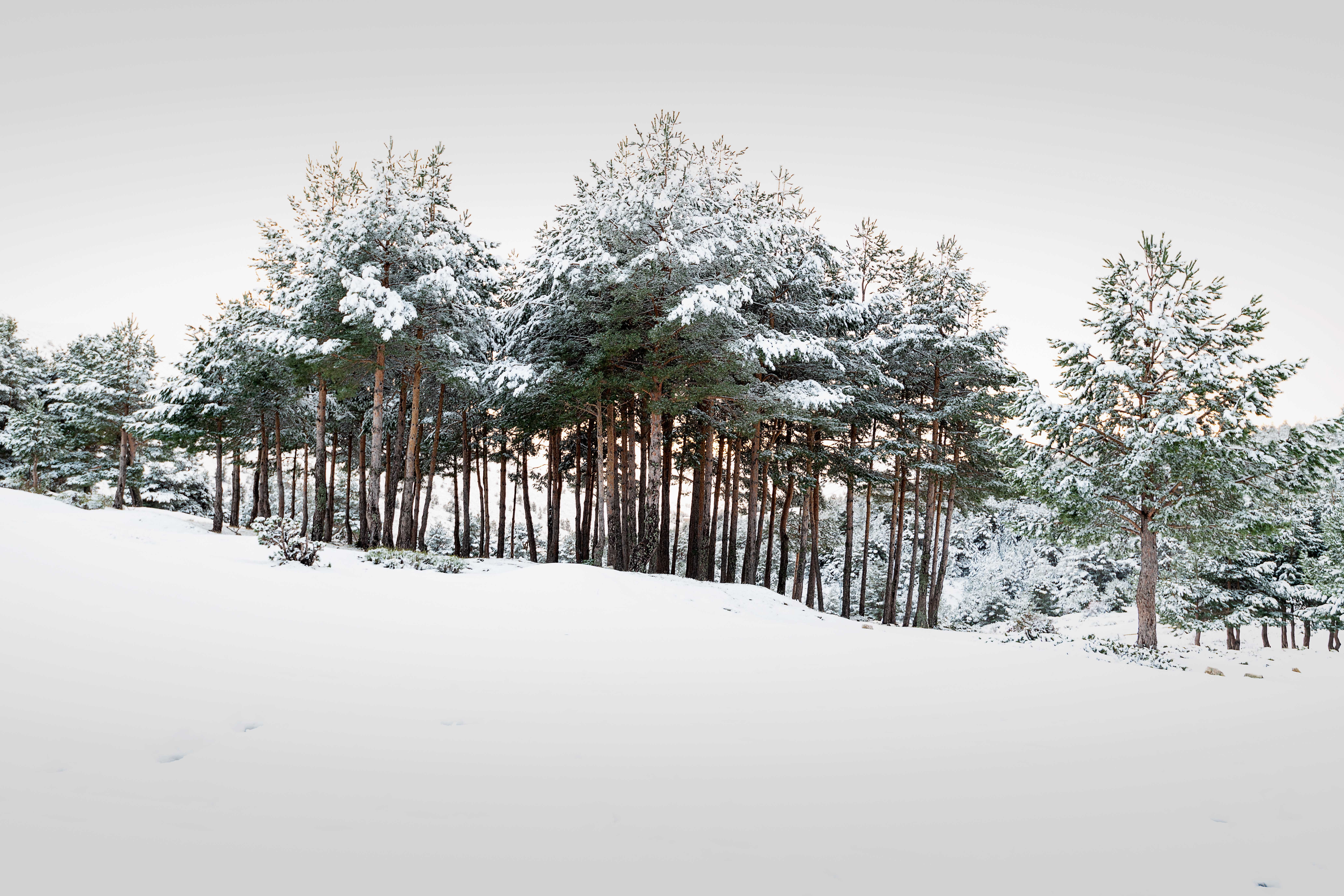 scenics - nature, growth, tree, colorless, green, cold temperature, treelined, coniferous tree, landscape, no people, sky, forest, plant, trees, covering, HD Wallpaper