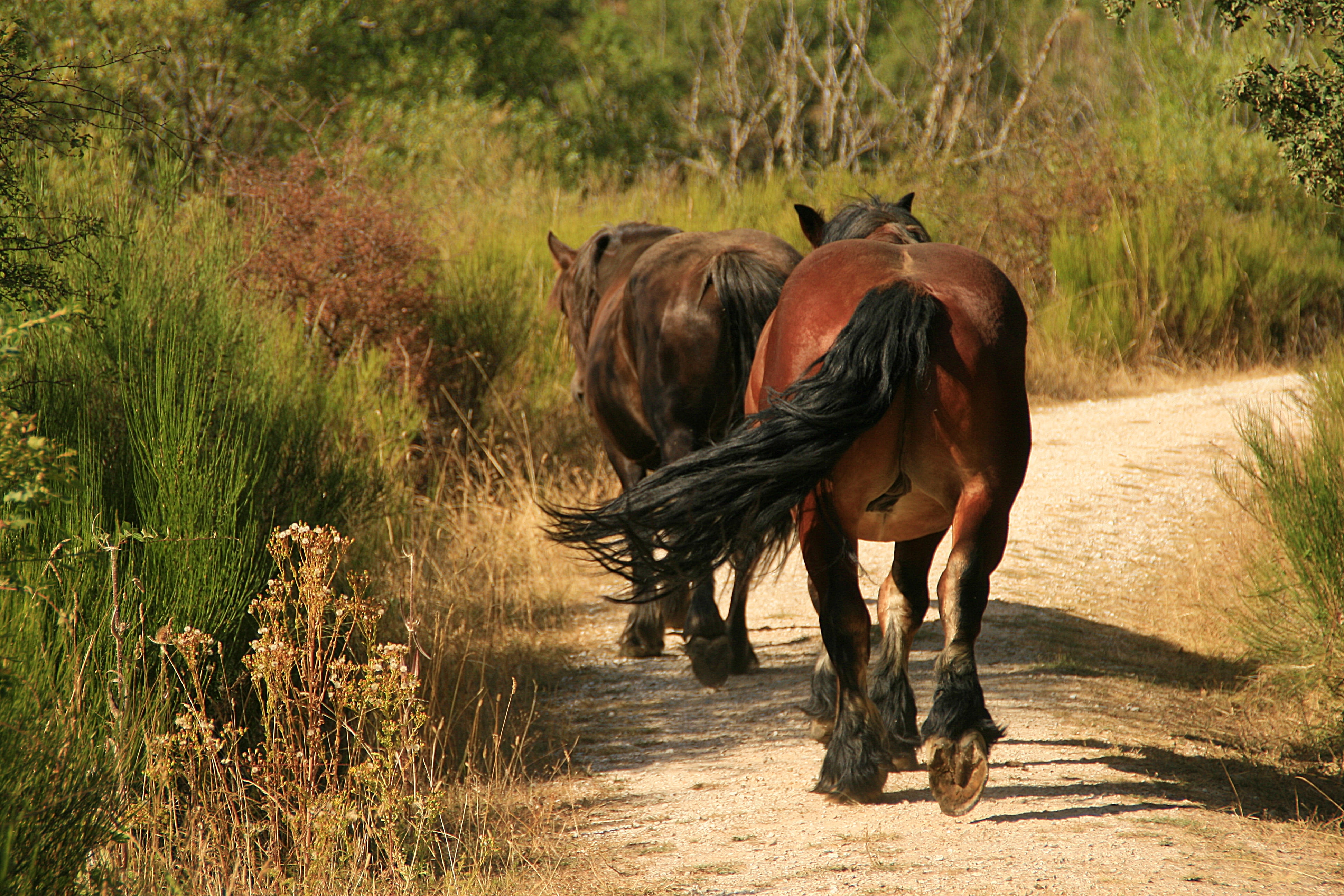 horses, mane, mammal, castilla, al, melena, Level 3, Level 1, meadow, foal, horse, Level 4, mare, animal, españa, rural Scene, pasture, spain, two, palencia, HD Wallpaper