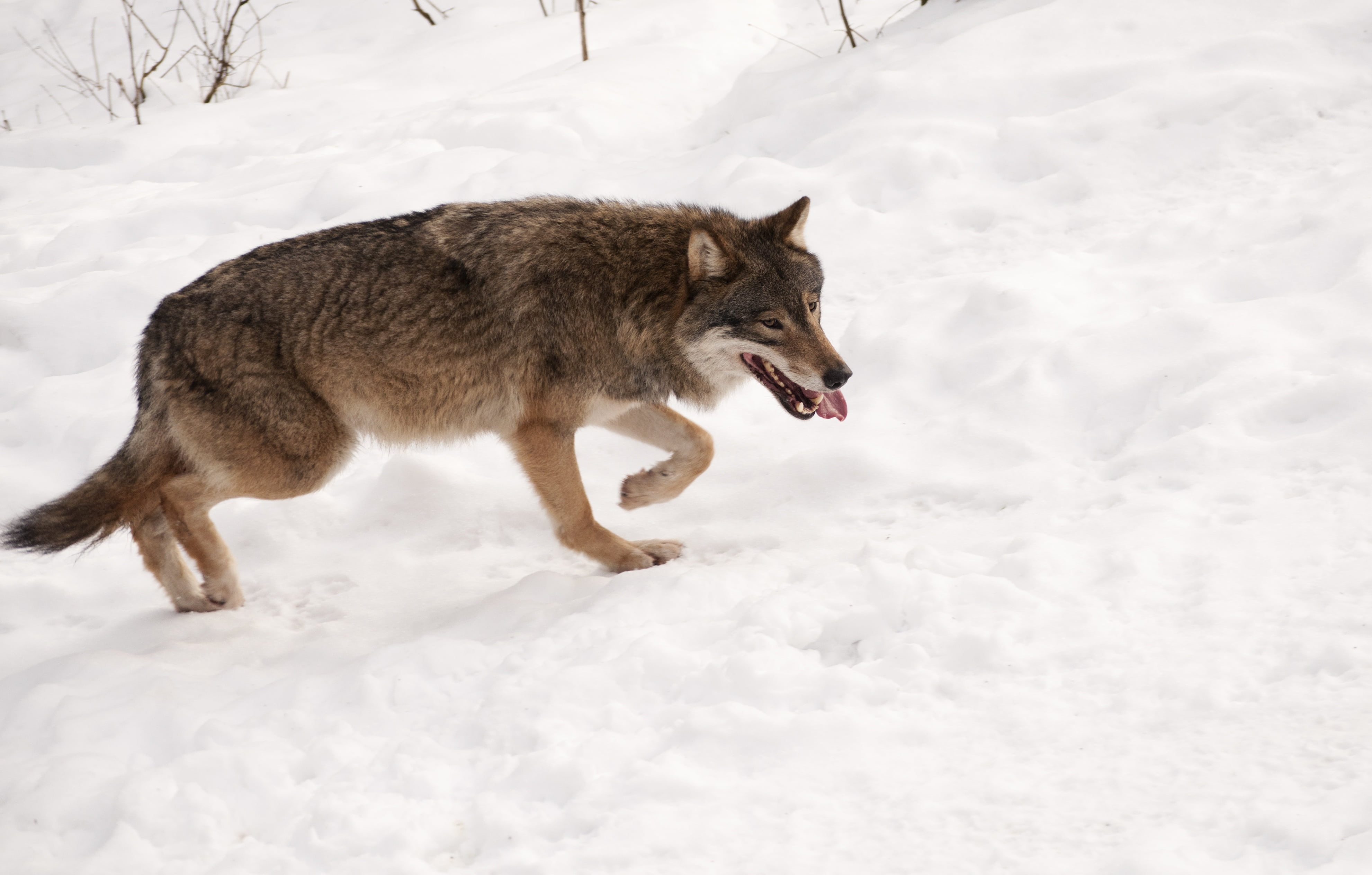 aggression, canine, no people, dog, vertebrate, cold temperature, carnivore, wildlife, 4K, walking, wolf, nature, one animal, outdoors, winter, field, HD Wallpaper