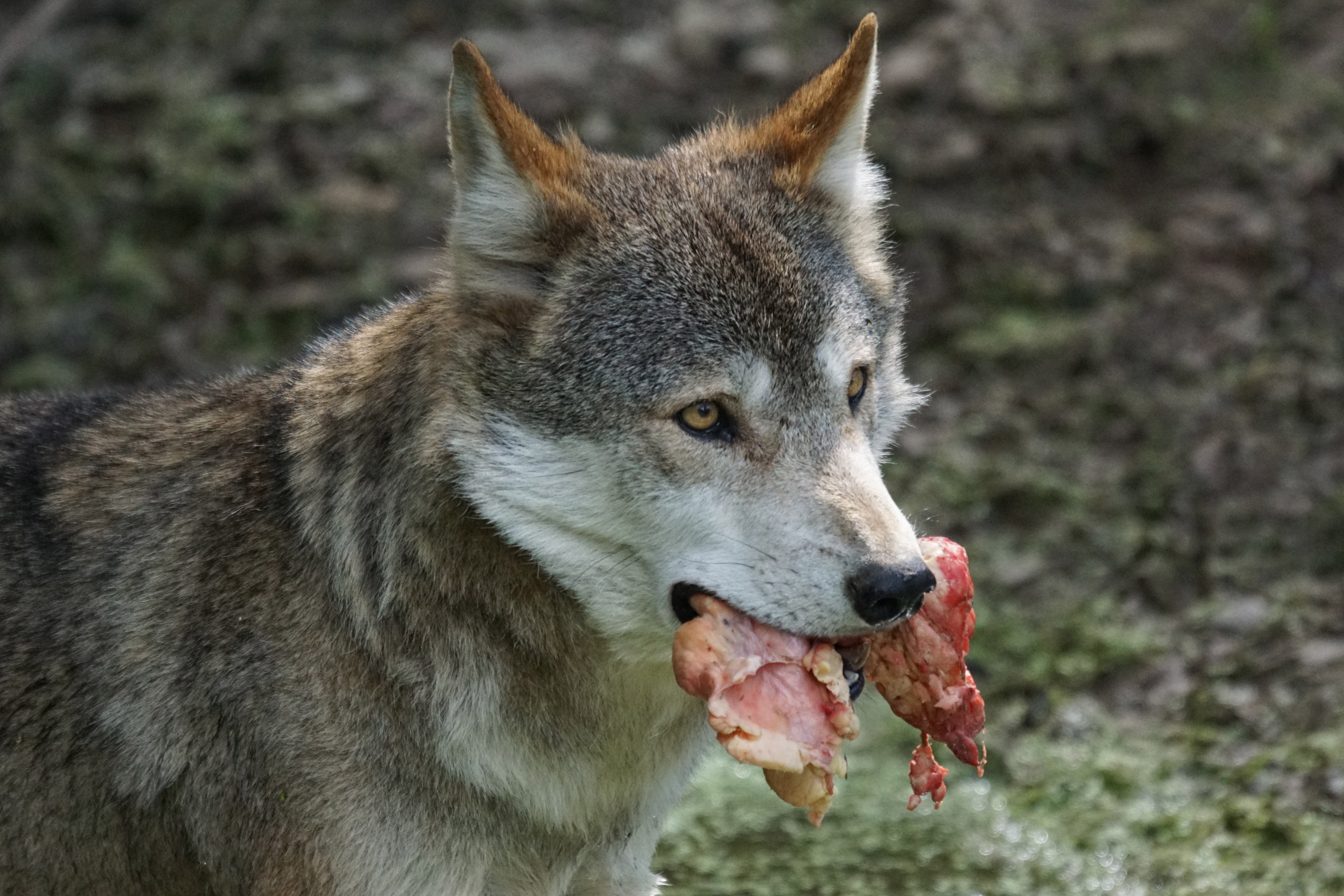 land, animal wildlife, food, mouth open, focus on foreground, predator, attention, animals In The Wild, day, 5K, wolf, nature, gray Wolf, carnivores, wildlife, HD Wallpaper