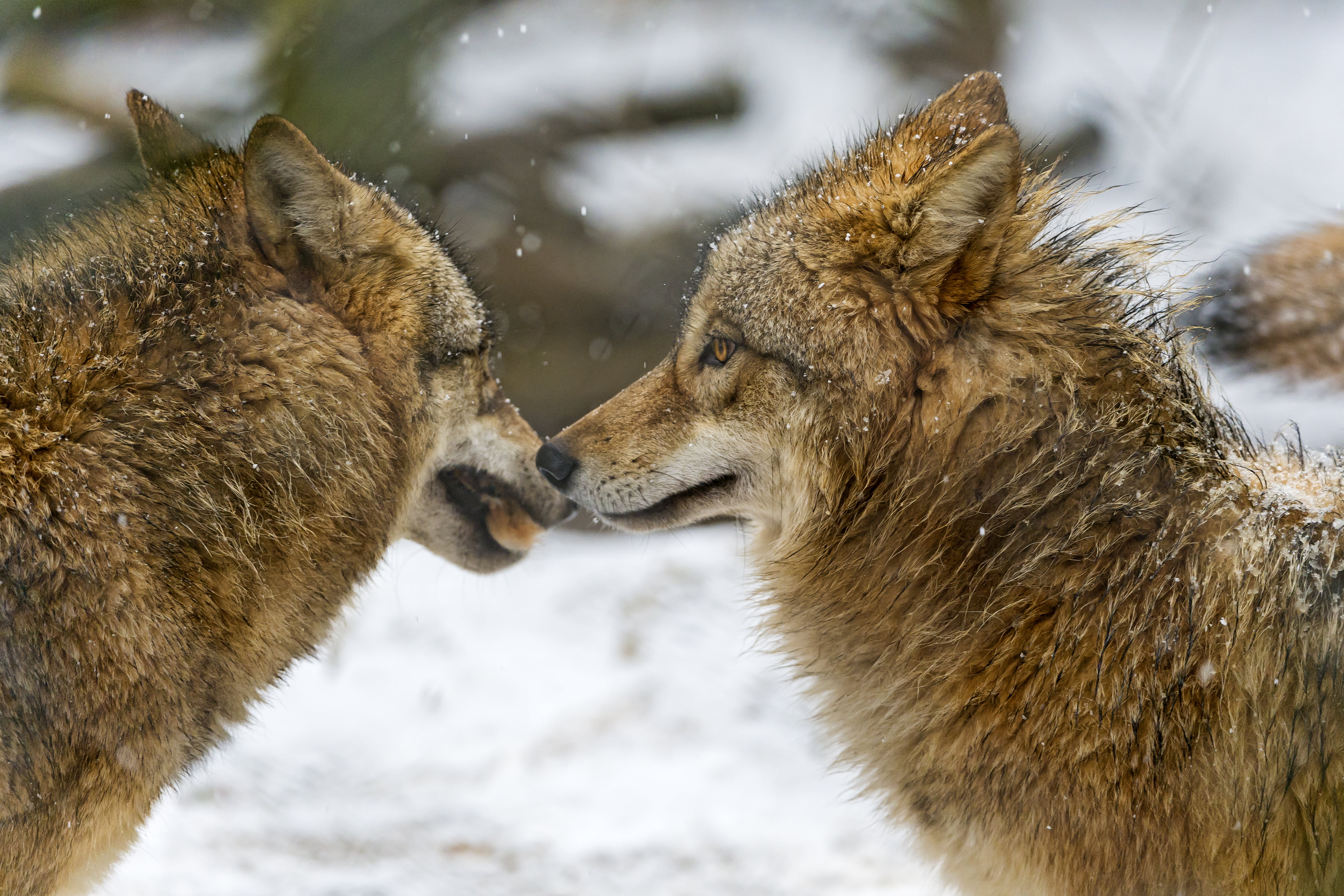 4K, nikon  d4, two, mammal, nose, daytime, animal, wildlife, nature, brown, animals In The Wild, canine, gray Wolf, wolves, carnivore, switzerland, wolf, HD Wallpaper