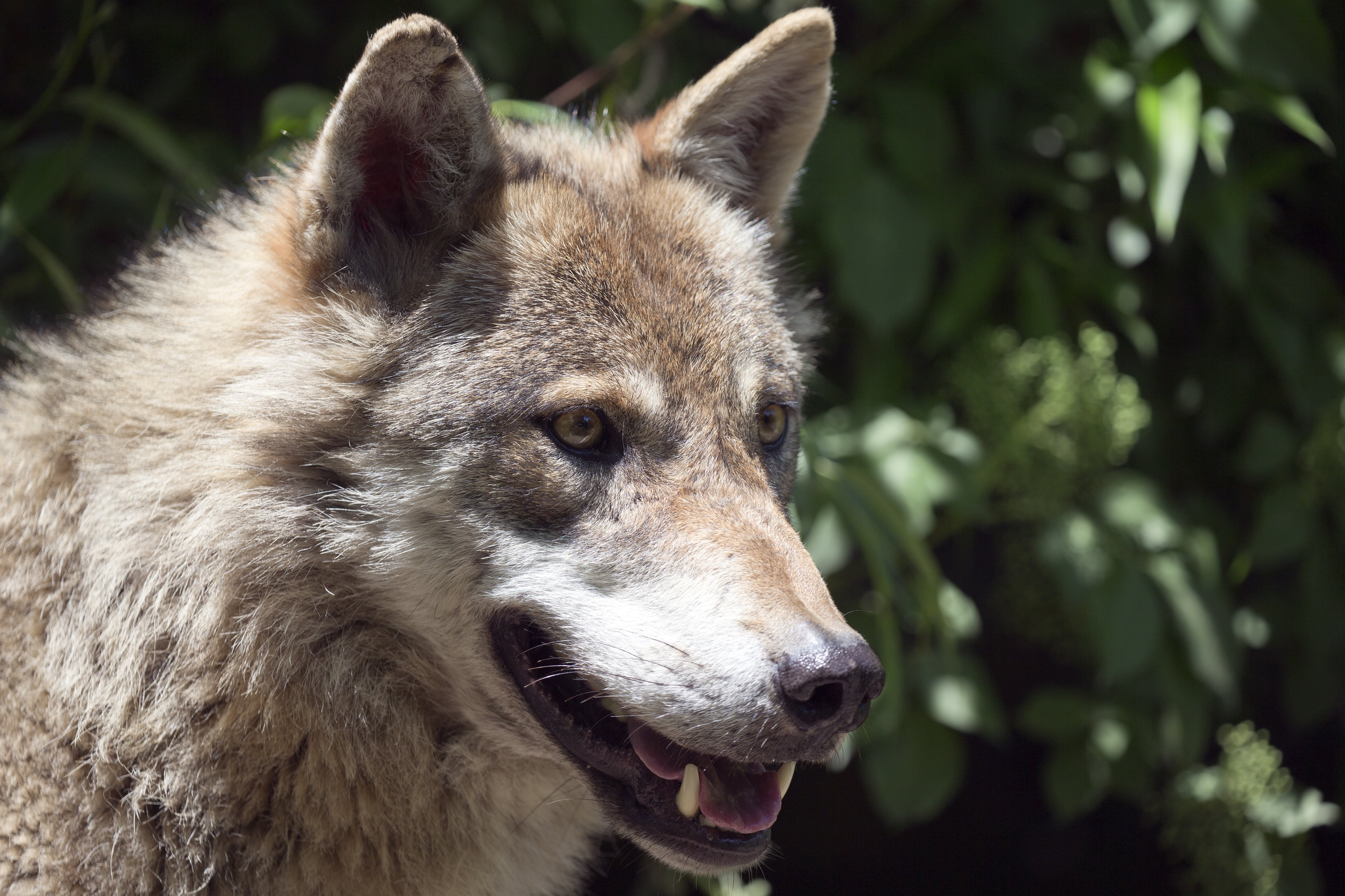 5K, focused, nature, brown, close, intelligent, no people, wolf, mammal, animals In The Wild, dog, vertebrate, outdoors, tree, snout, animal, canine, close-up, HD Wallpaper