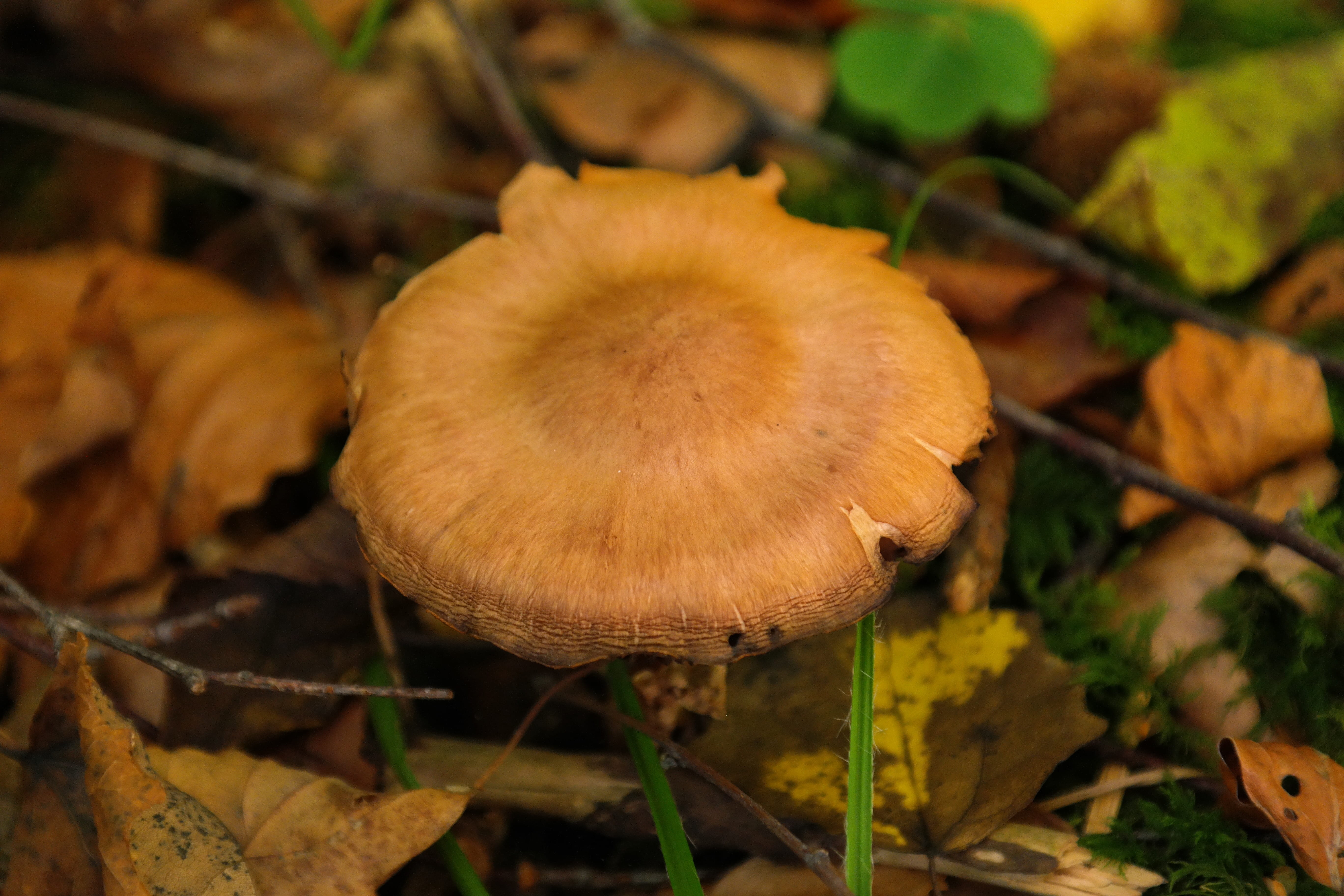 orange spitz bumpy schleierling, brown, beauty in nature, nature, dry, toadstool, agaric, food, freshness, Mushroom, edible mushroom, rough head, land, HD Wallpaper
