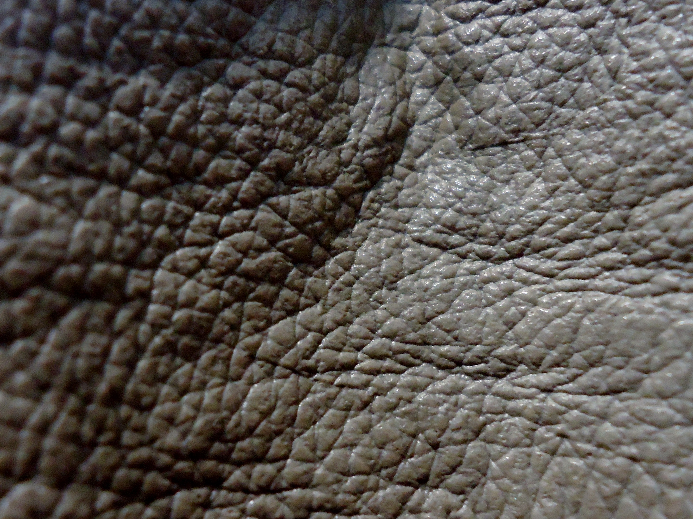 vertebrate, textured effect, animal themes, lizard, close-up, one animal, pattern, backgrounds, animal wildlife, animals in captivity, reptile, skin, material, HD Wallpaper