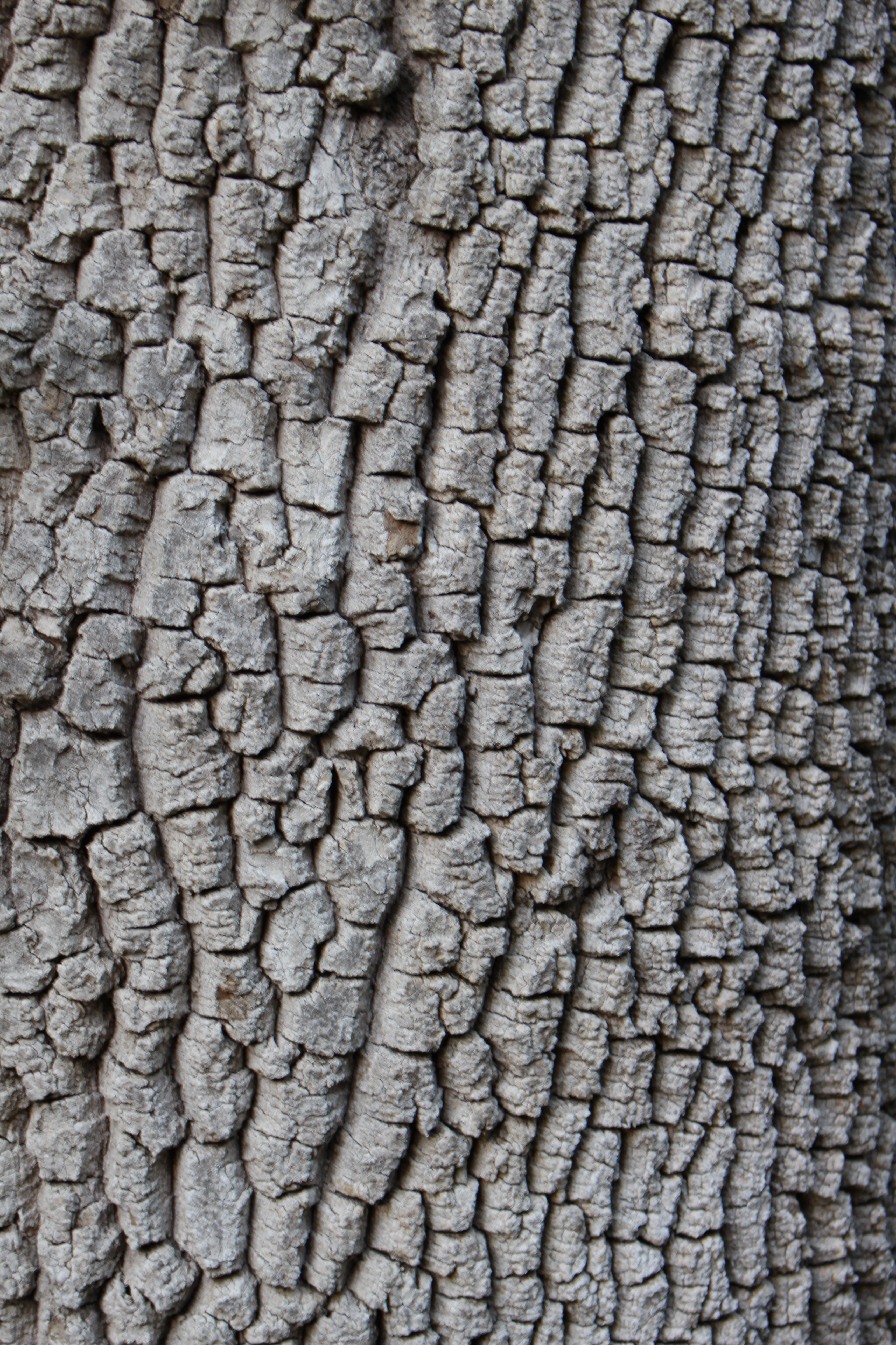 no people, natural pattern, 5K, abundance, day, tree, animal skin, outdoors, gray, large group of objects, close-up, backgrounds, textured, pattern, material, Phone HD Wallpaper