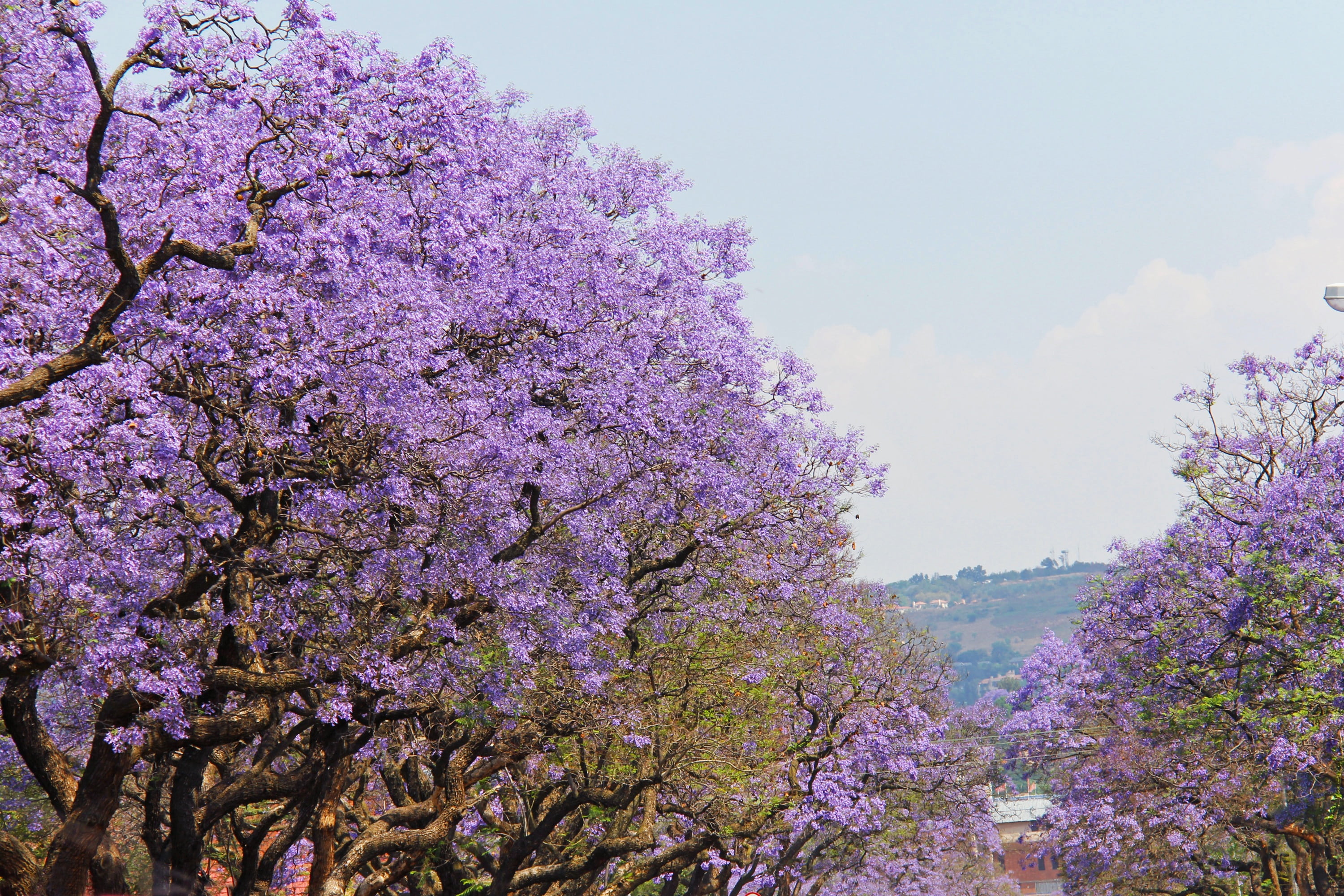fantastic, blossom, trees, outdoors, johannesburg, cherry blossom, sky, flowering plant, flower, day, 2K, vulnerability, tree, freshness, pink color, purple, HD Wallpaper