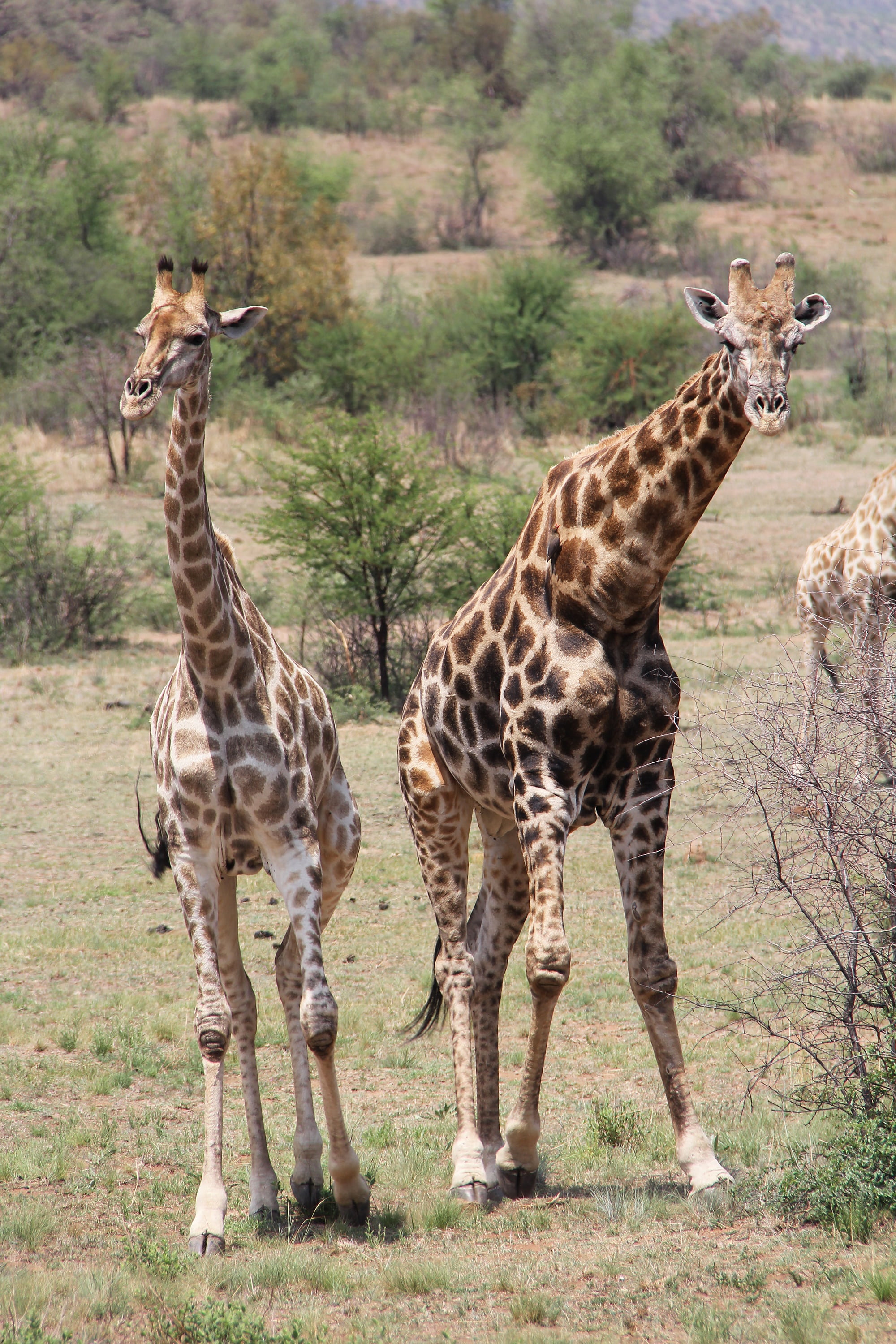 outdoors, adventure, field, nature, safari Animals, herbivorous, beautiful, plant, animal wildlife, safari, group of animals, wildlife, scenic, savannah, Phone HD Wallpaper