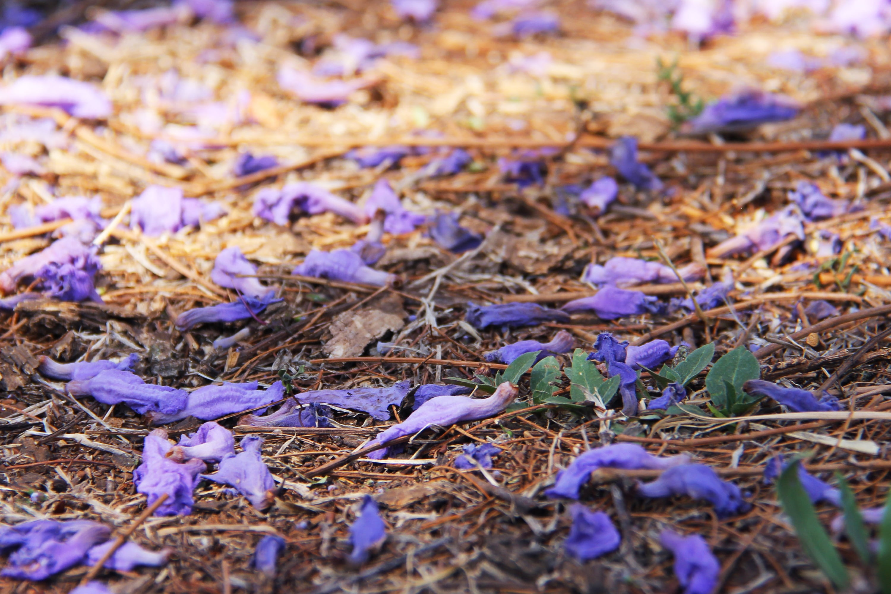 purple, johannesburg, day, selective focus, beauty in nature, falling, field, growth, vulnerability, flower, no people, surface level, leaves, close-up, HD Wallpaper