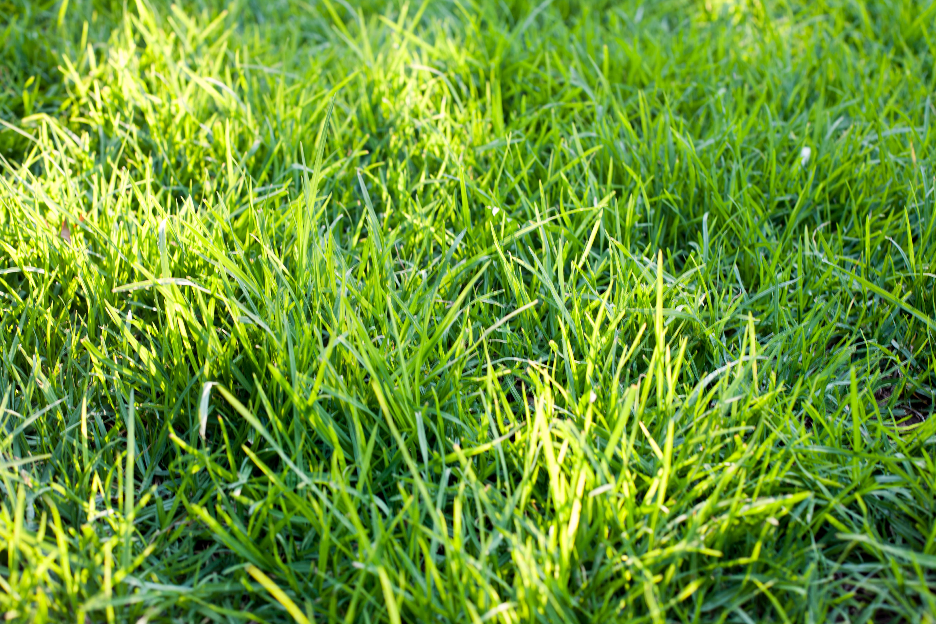 foliage, 2K, outdoors, green, blade of grass, grass, land, copy space, south africa, no people, background, beauty in nature, close-up, backgrounds, green color, HD Wallpaper