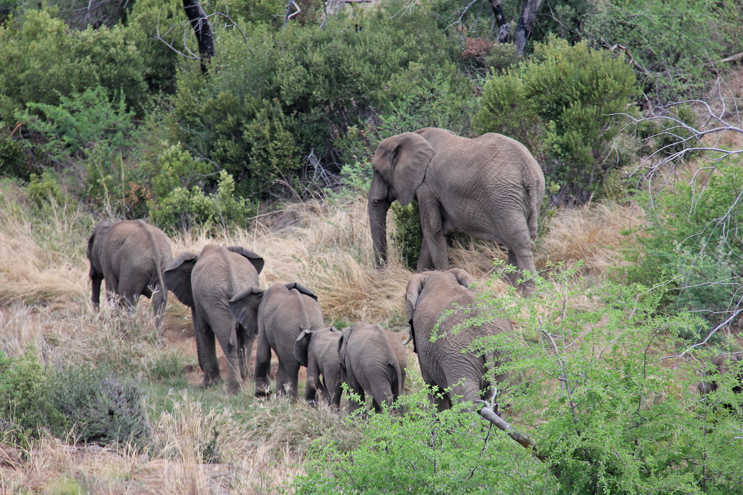 herd, national Park, south africa, nature, outdoors, elephants, interesting, no people, elephant, animal themes, mammal, young animal, safaris, sun city, HD Wallpaper
