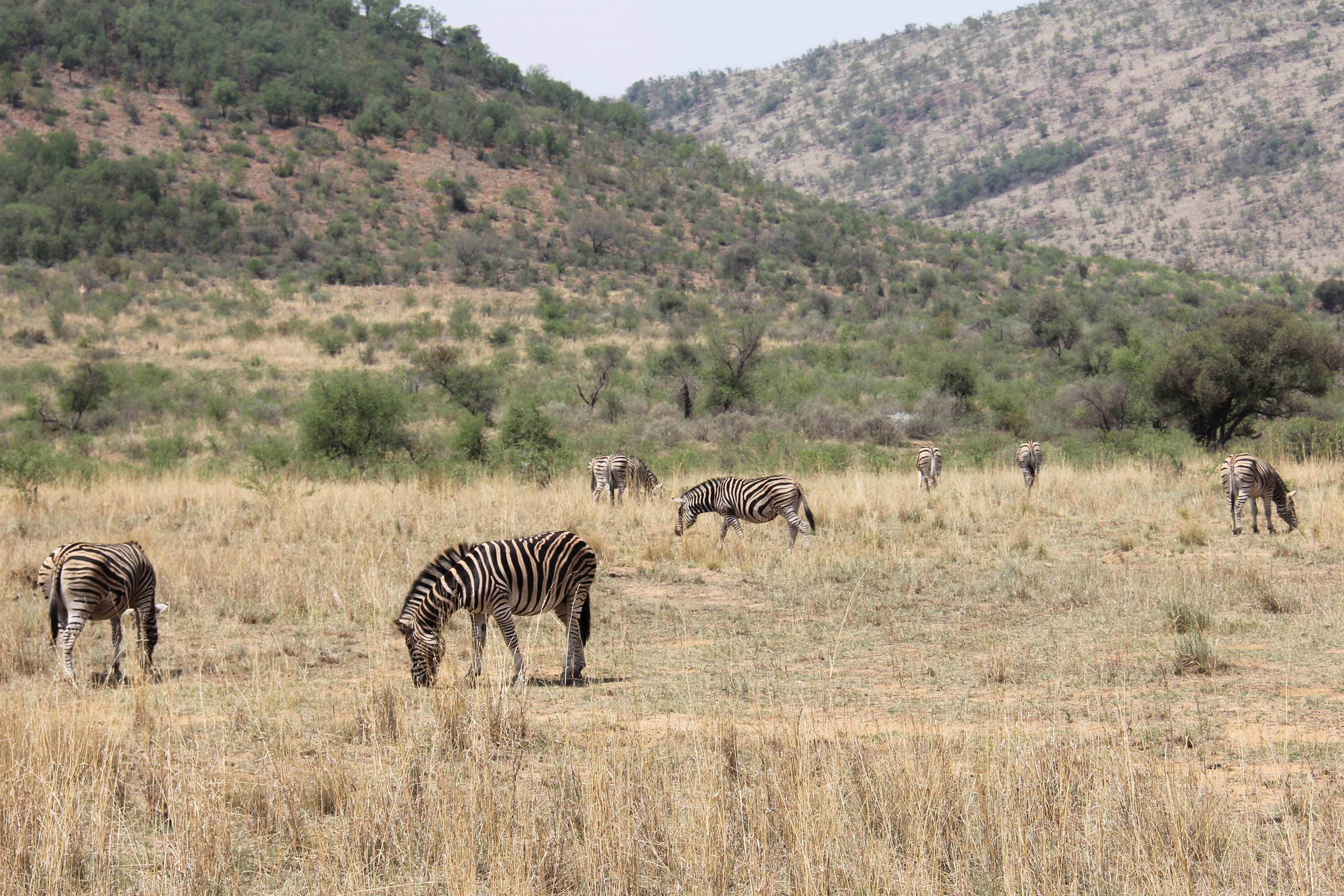 south africa, interesting, grass, animals in the wild, no people, beautiful, animal wildlife, herbivorous, arid climate, sun city, nature, landscape, zebra, HD Wallpaper