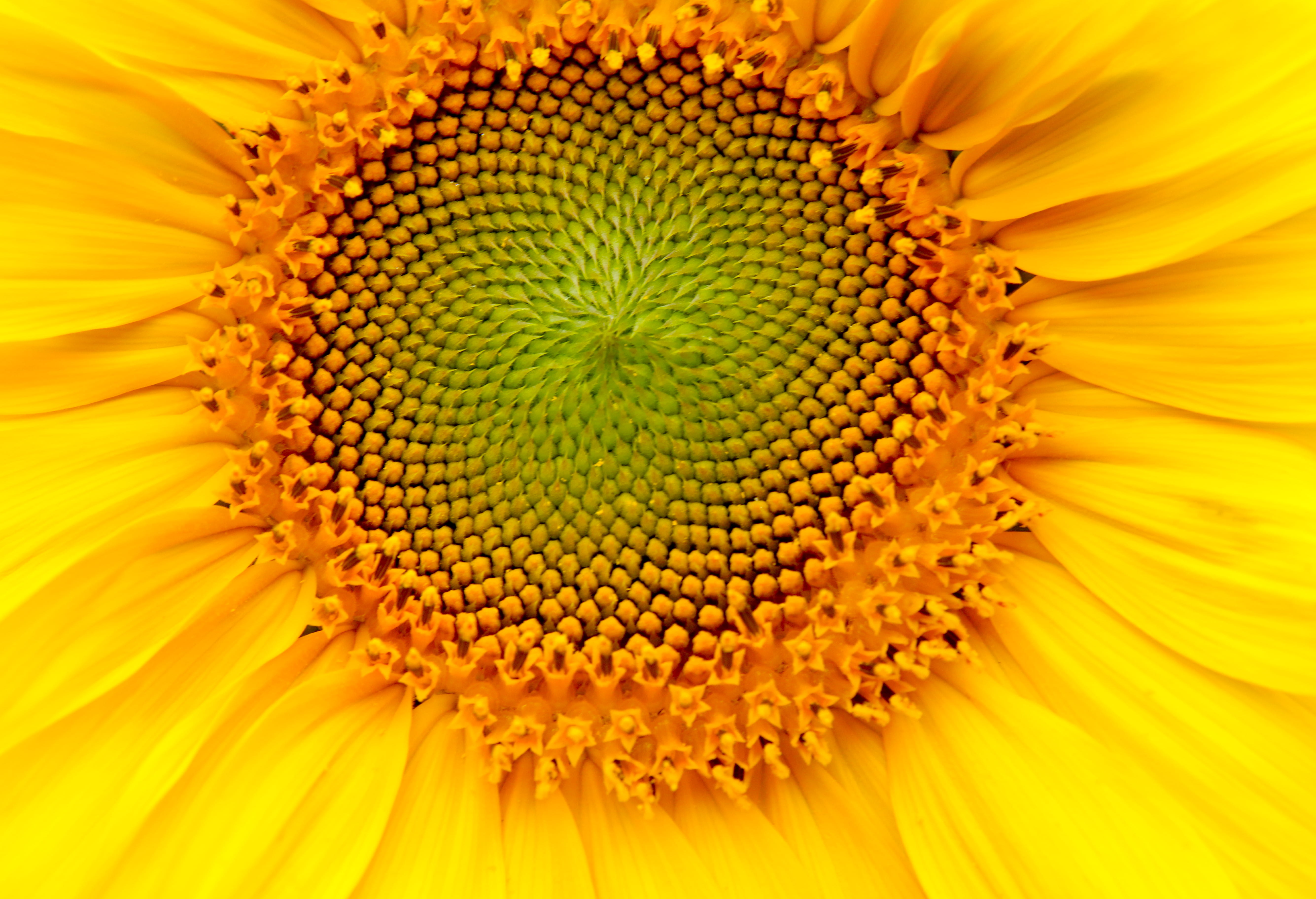 flower, no people, freshness, yellow, flower head, outdoors, backgrounds, beauty in nature, 5K, macro, close-up, flowering plant, pollen, south africa, HD Wallpaper