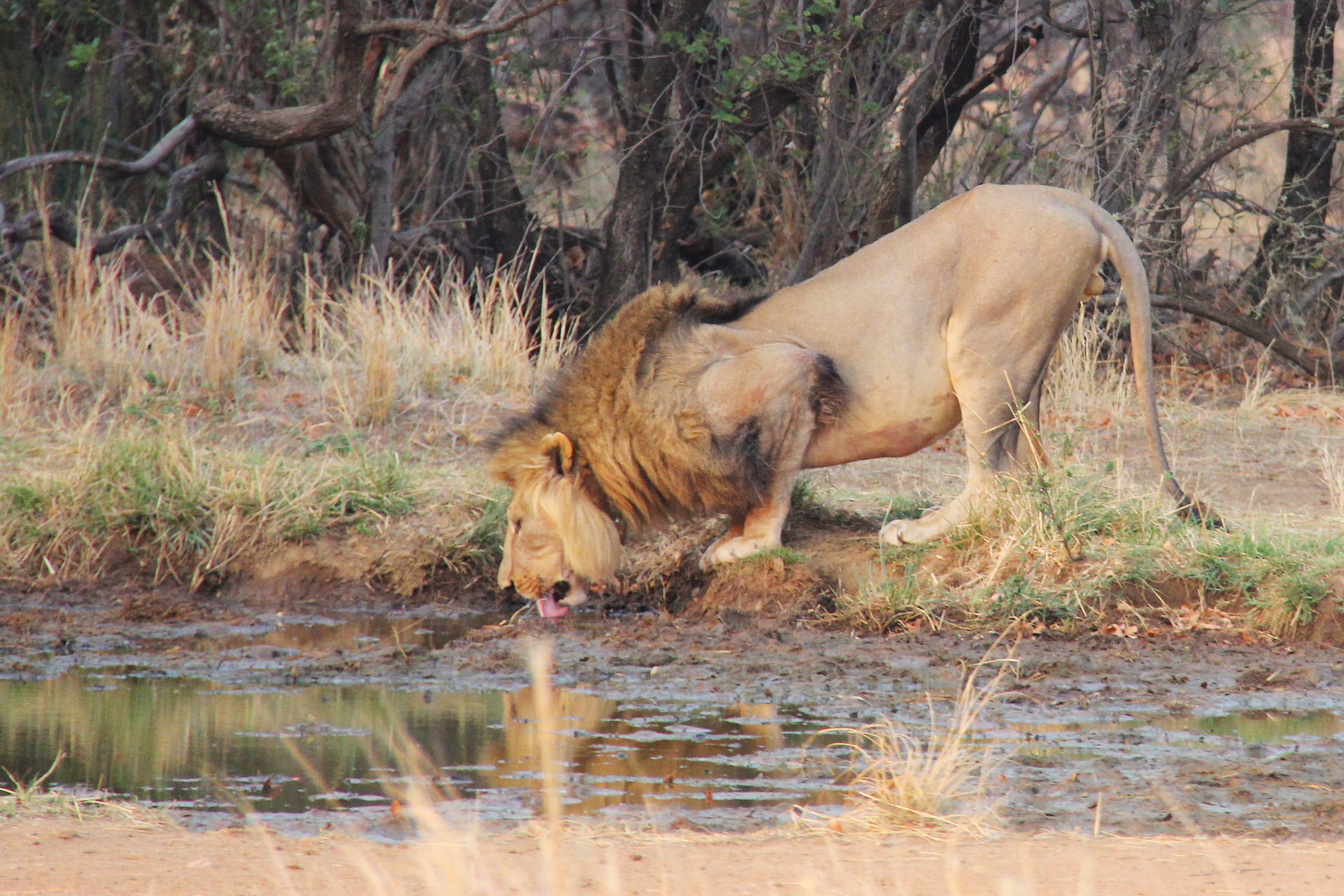 animals in the wild, exciting, one animal, day, animal themes, outdoors, interesting, no people, mabula game lodge, Lion, beautiful, adventure, south africa, HD Wallpaper