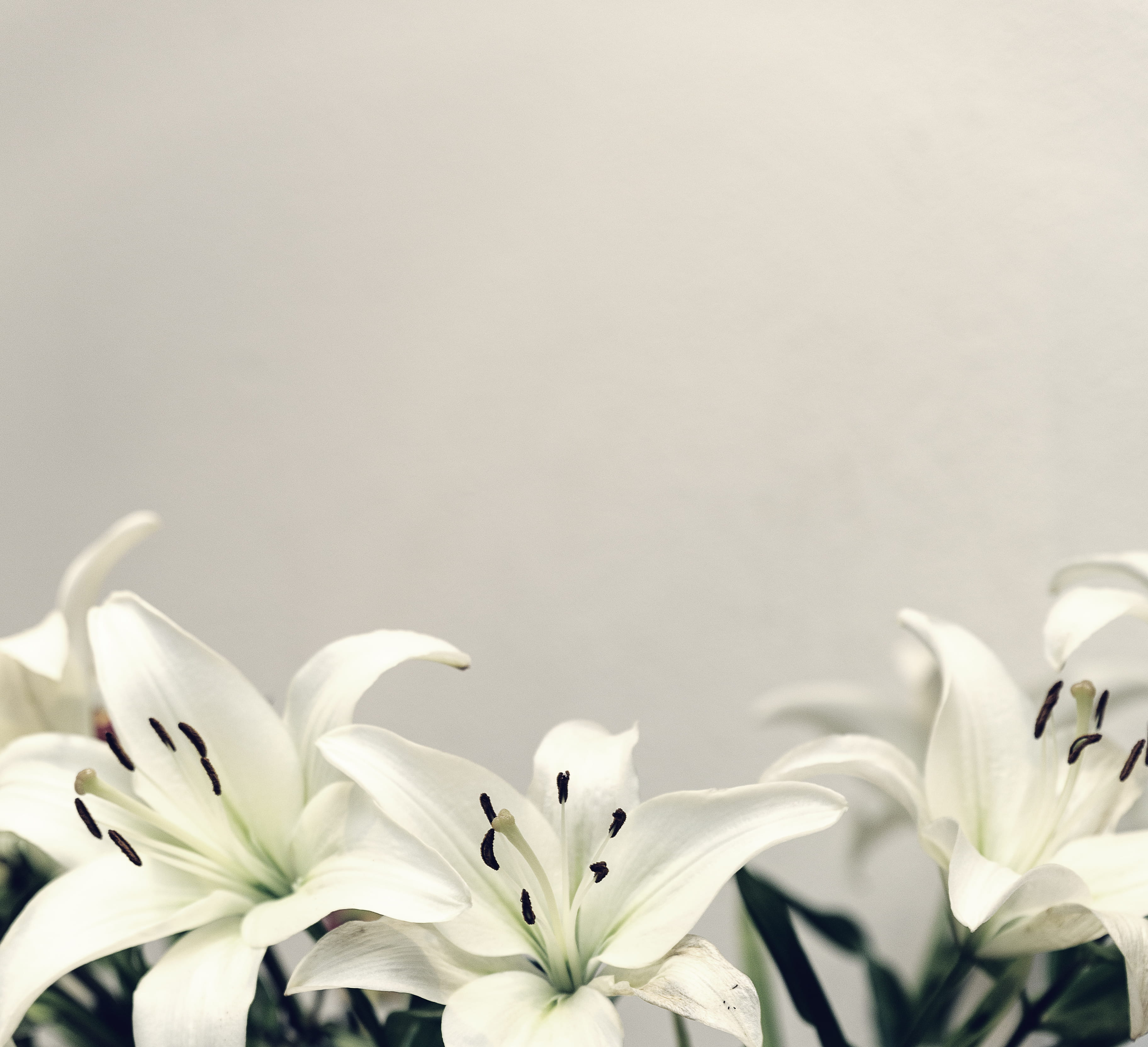 plants, petal, beauty in nature, white, south africa, 2K, flower, copy space, inflorescence, plant, freshness, johannesburg, flowering plant, day, white color, HD Wallpaper
