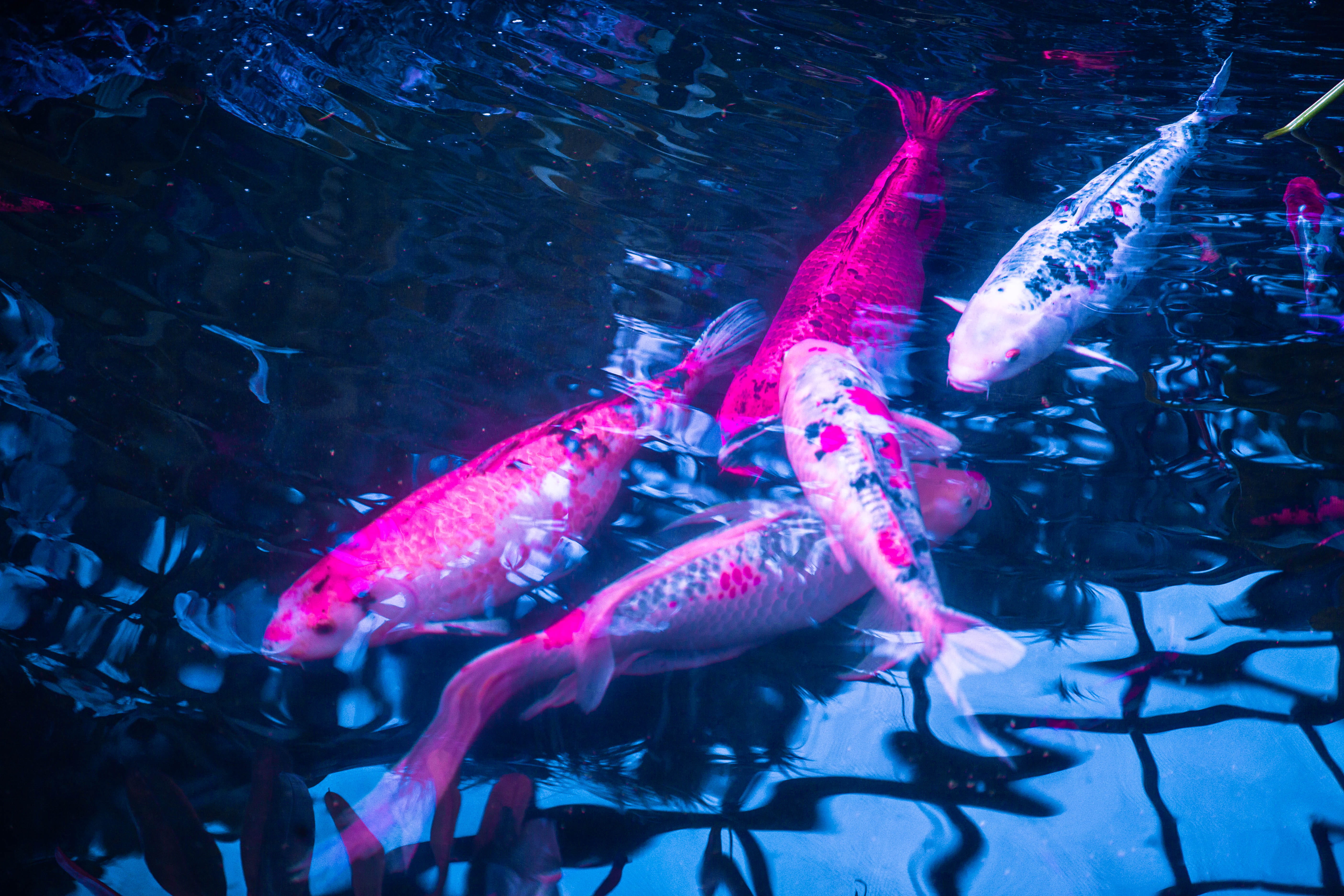 pink, 5K, underwater, lincoln park zoo, pond, animal themes, live, h2o, vertebrate, large group of animals, marine, no people, portrait, group of animals, HD Wallpaper