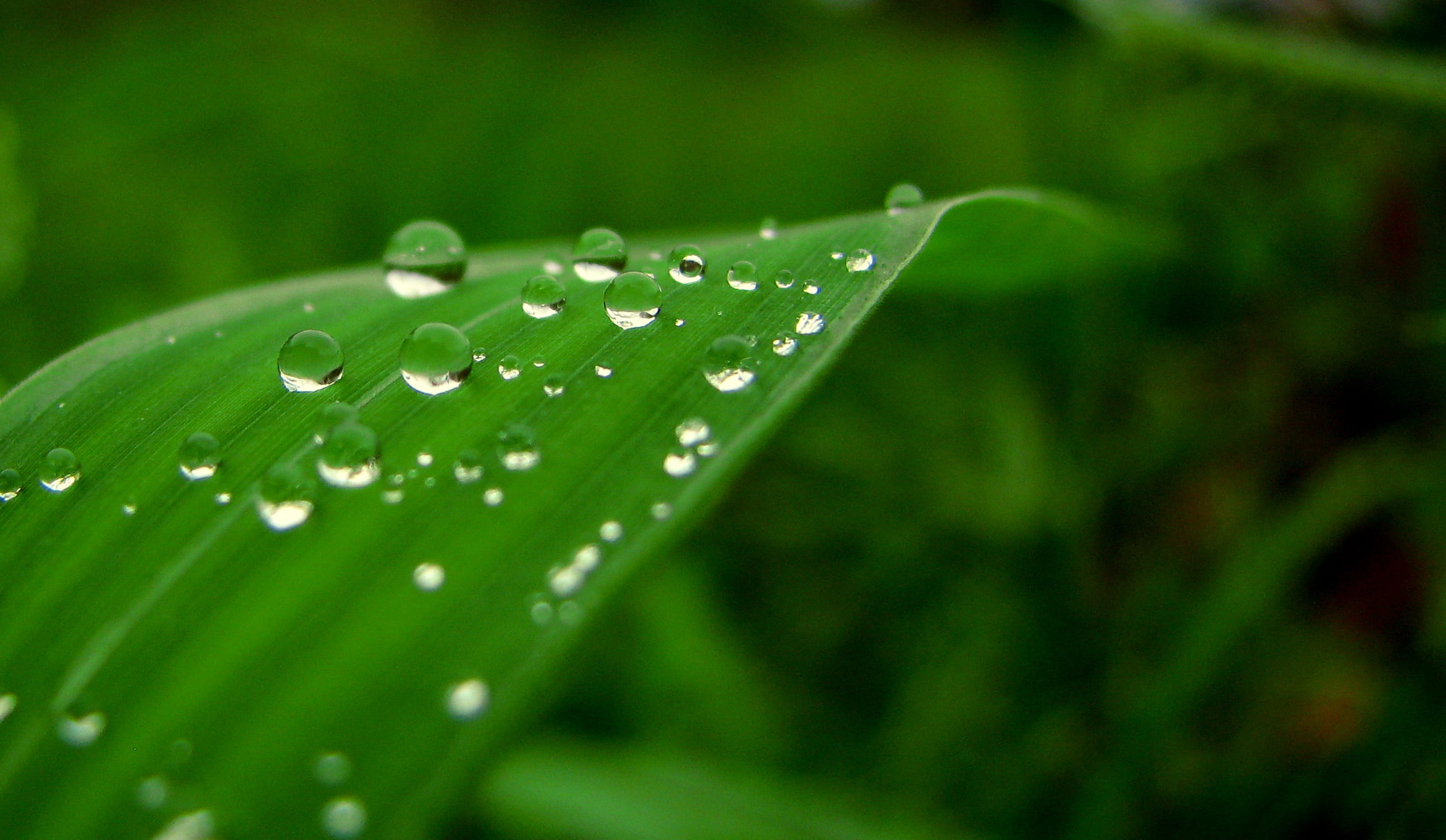 drops, wet, 1080P, freshness, close-up, backgrounds, green, liquid, drop, reflection, rain, raindrop, pearls, photo, plant, leaf, water, close up, close, HD Wallpaper