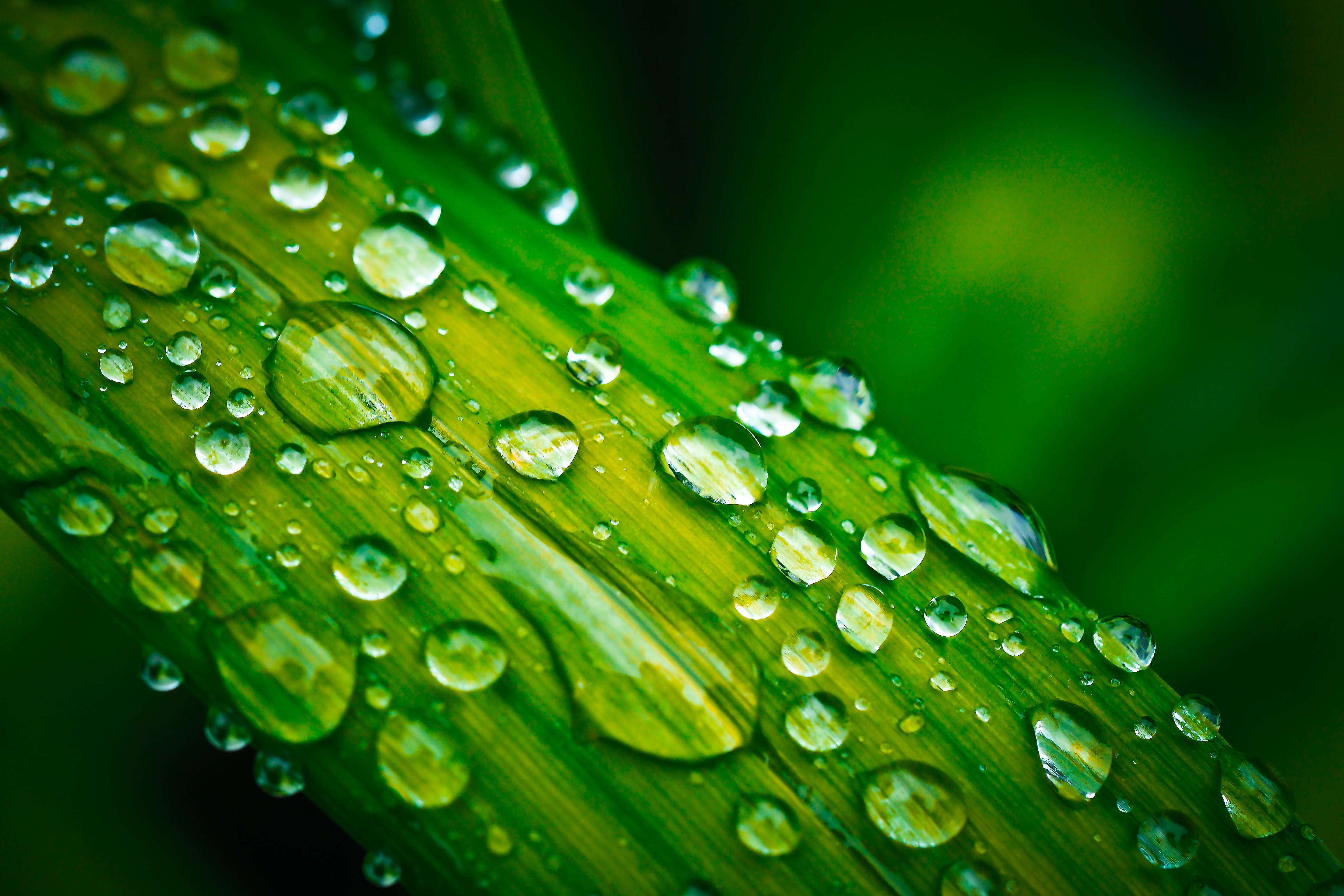 green, no people, close, plant part, 4K, drop of water, growth, freshness, backgrounds, green Color, outdoors, raindrop, macro, drip, close-up, vulnerability, HD Wallpaper
