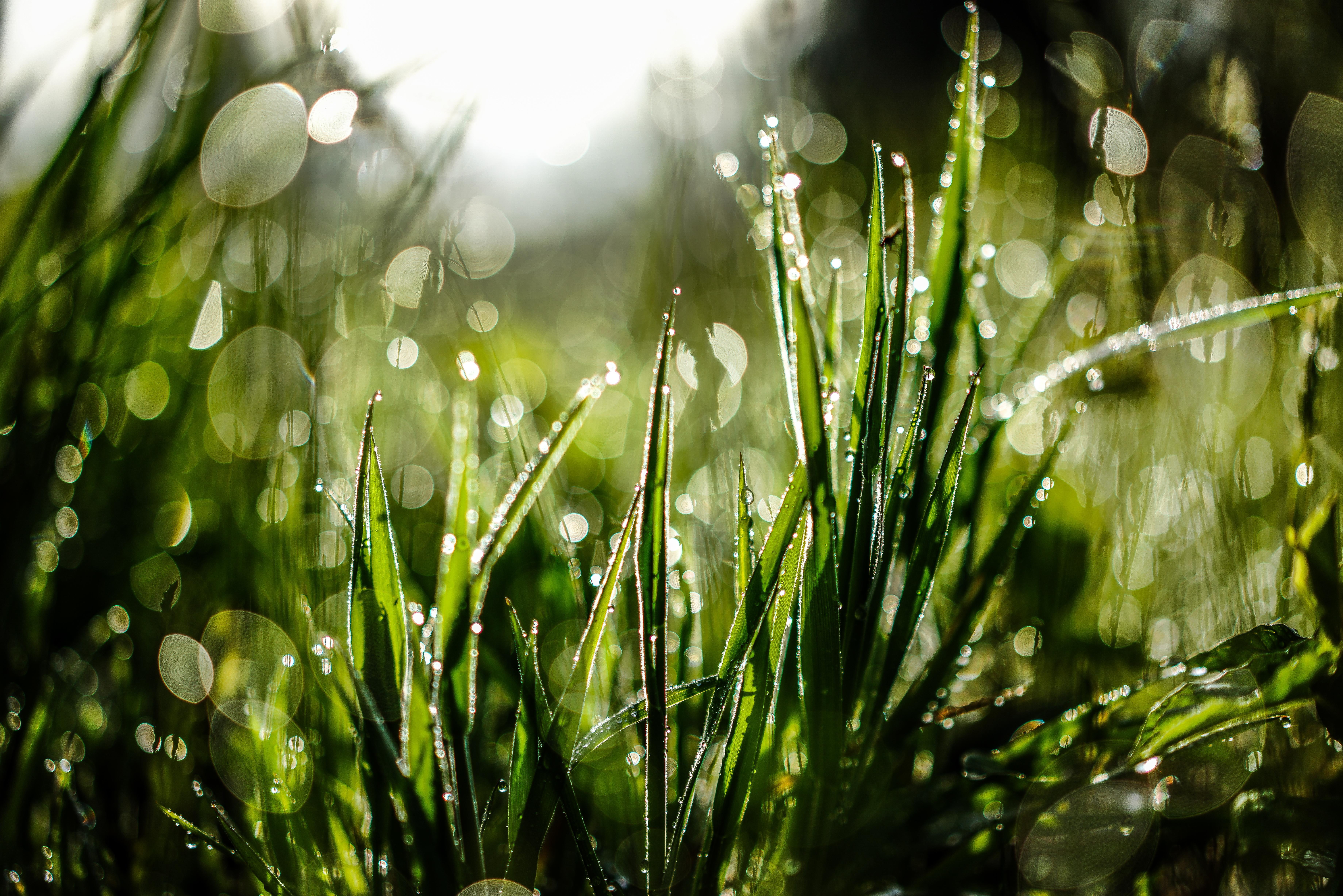 backgrounds, liquid, sun, green, freshness, dream, dew, summer, macro, raindrop, natur, rain, Wonderland, defocused, photography, springtime, wet, lawn, HD Wallpaper