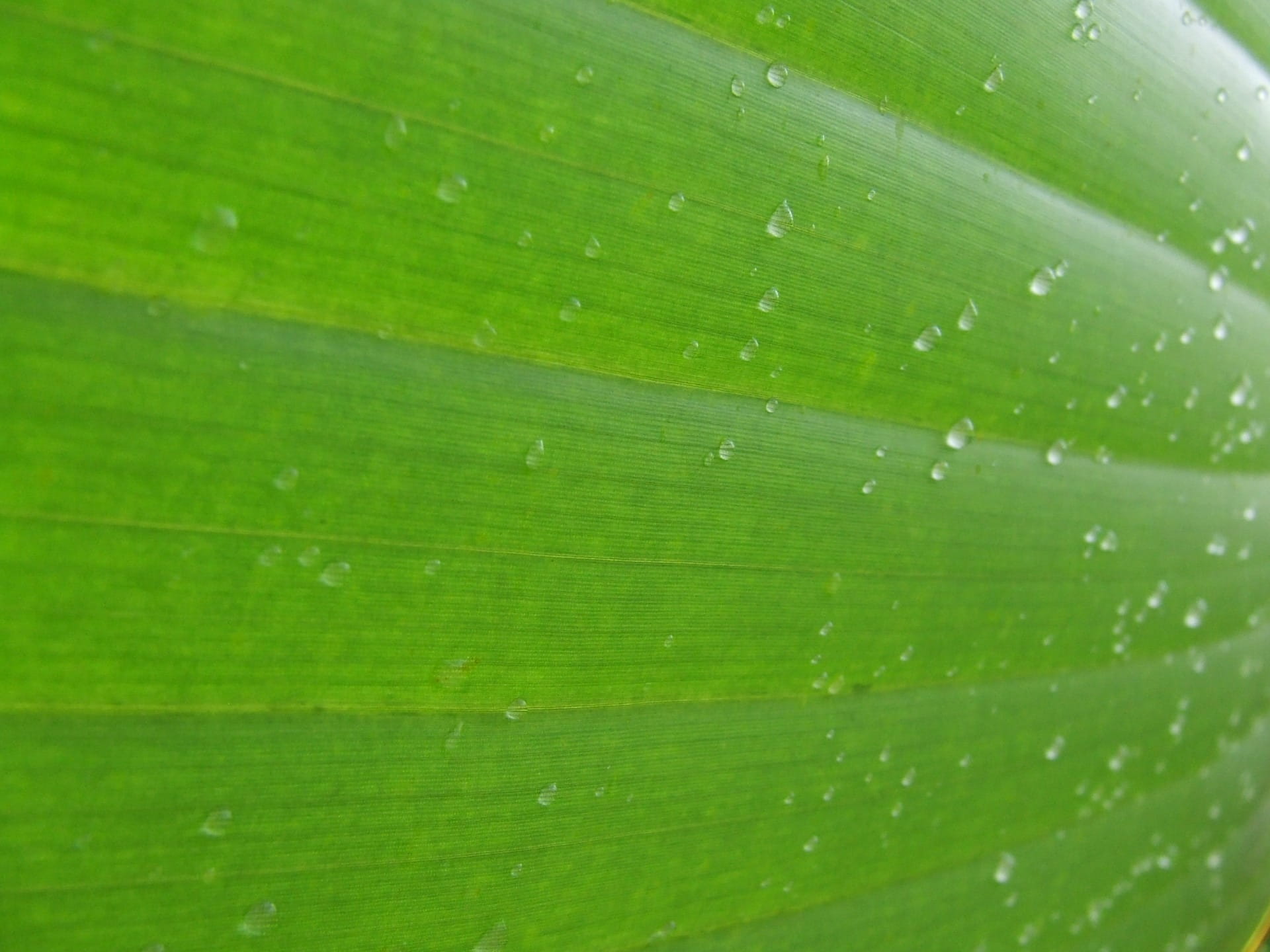 environment, outdoors, green, backgrounds, growth, full frame, photography, dew, freshness, organic, wet, raindrop, banana leaf, Background, plant part, HD Wallpaper