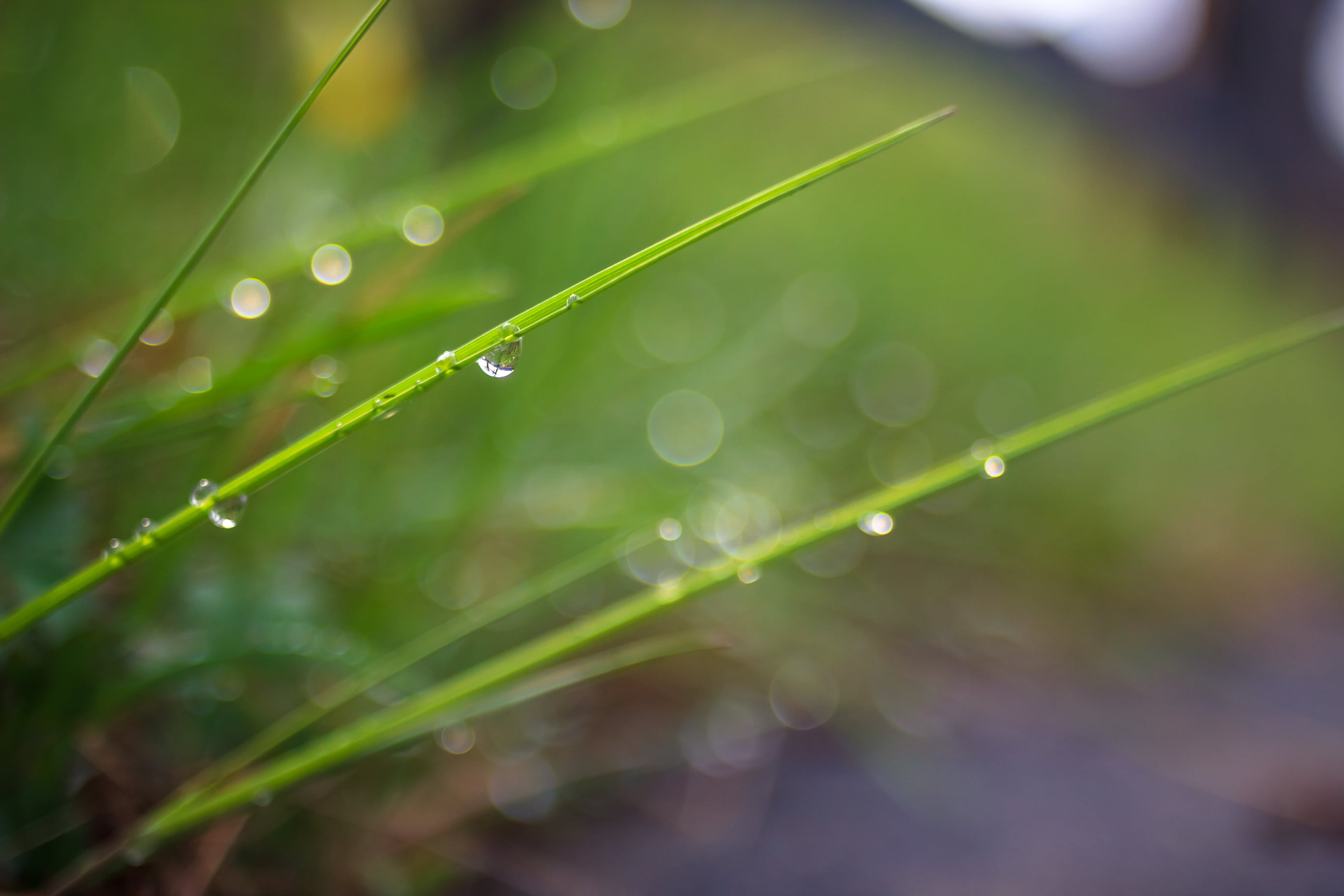 sorin, backgrounds, rain, 2K, water, green Color, dew, 600d, Jenna, leaf, close-up, lot, environment, photo, spring  rain, canon, wet, plant, Carl  Zeiss, HD Wallpaper