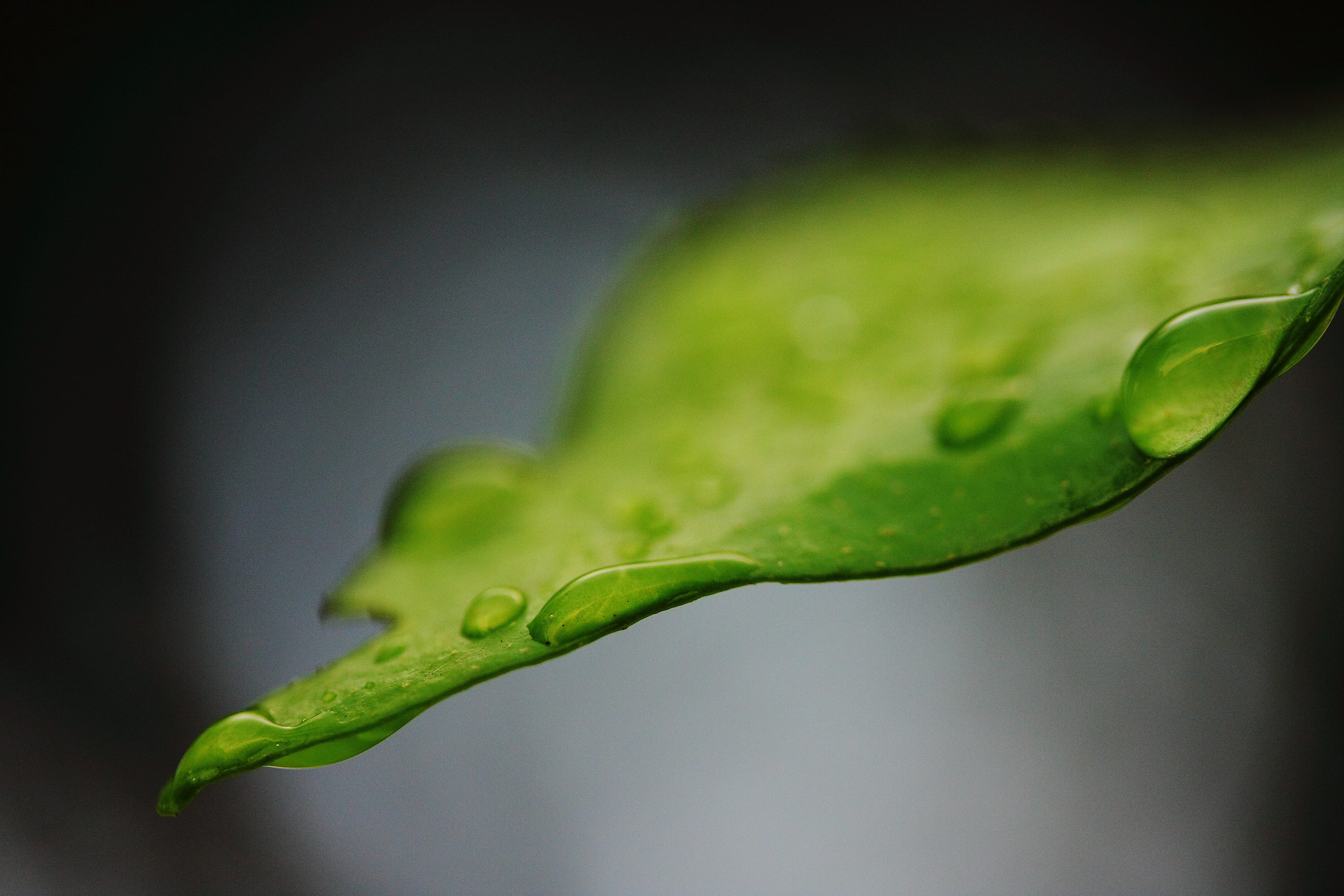 food, food and drink, wet, close-up, dew, macro, detail shots, black background, water, purity, photo, Peace, wellbeing, nature, focus on foreground, selective focus, HD Wallpaper