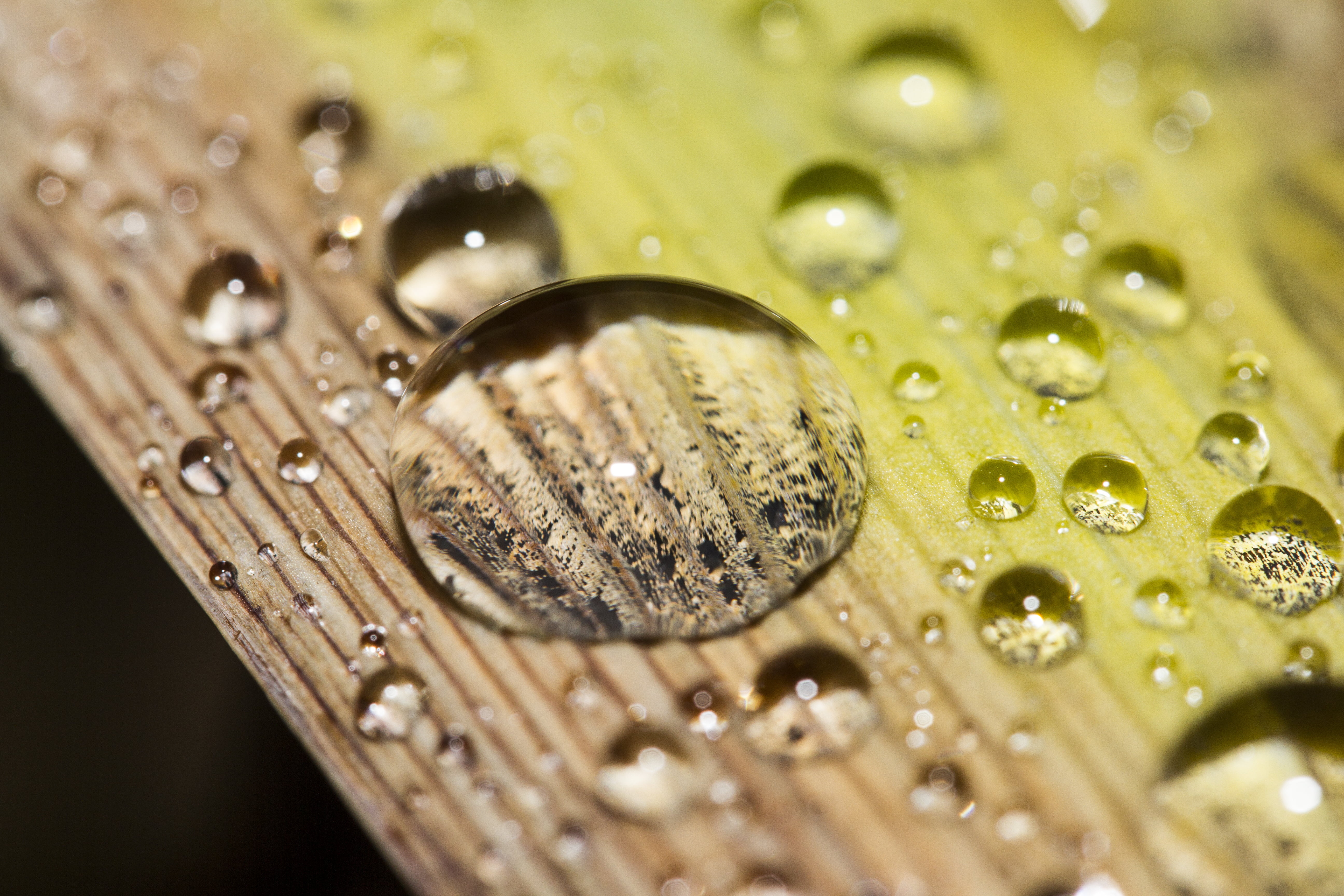 micro, photography, wet, liquid, nature, Peterborough, rain, macro, Lensing, backgrounds, Manic, beads, dew, abstract, UK, close-up, water, raindrop, green Color, HD Wallpaper