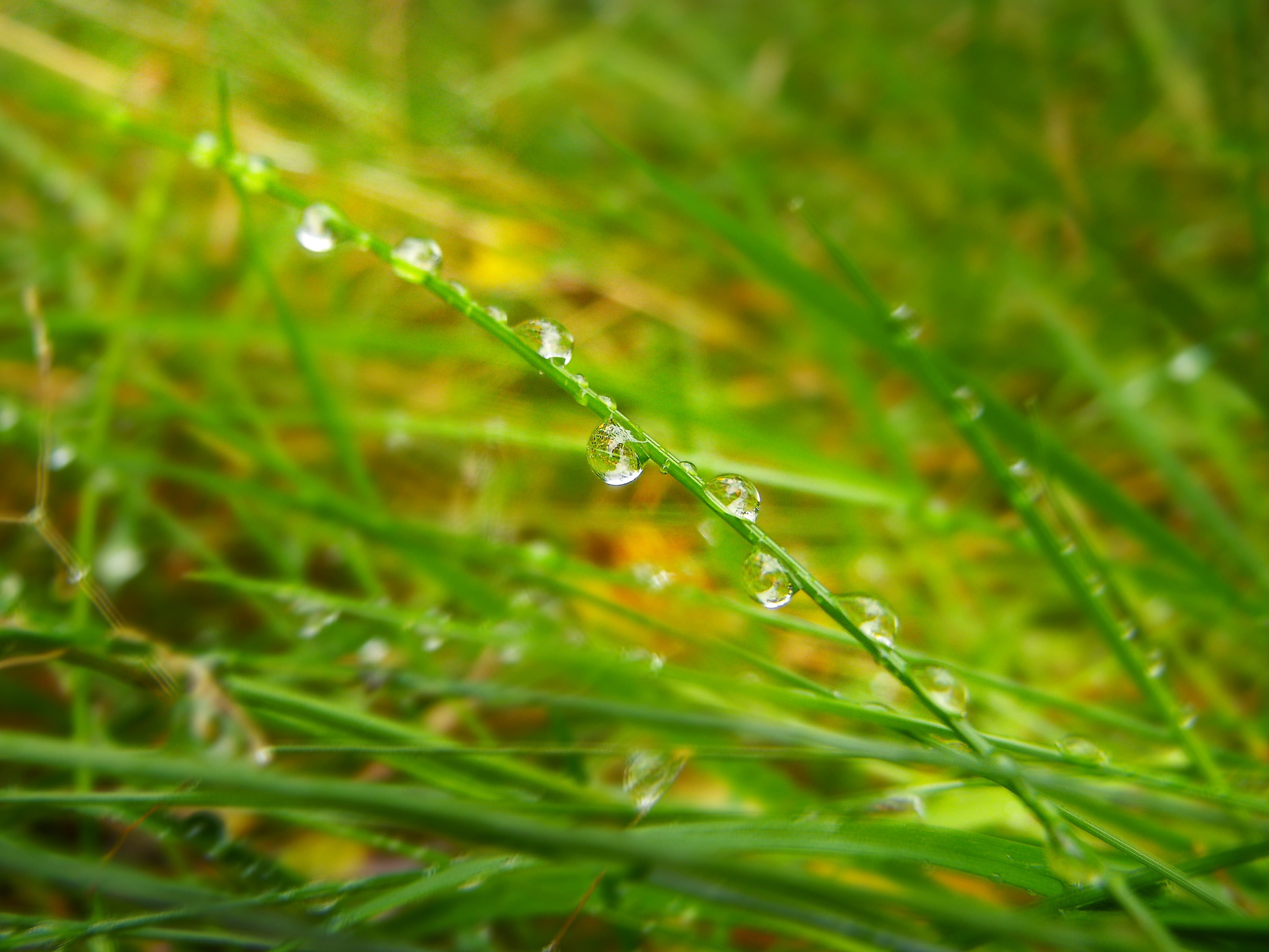 plant, photography, summer, grass, Germany, Regen, close-up, meadow, Niedersachsen, raindrops, drops, dew, Deutschland, nature, feucht, close, macro, freshness, HD Wallpaper
