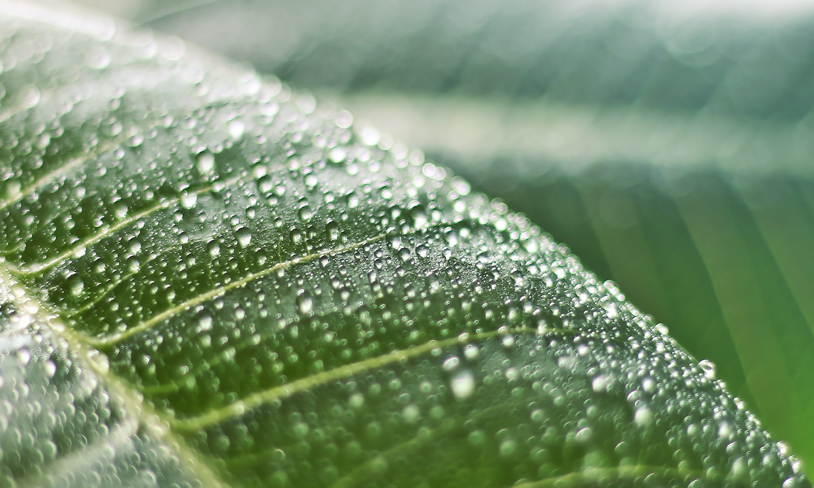 Nature, Plumeria, green, Sparkling, leaf Vein, dof, Rebel, Depth of field, Oasis, rain, Winter, dew, Garden, Bokeh, 720P, Bright, Light, green Color, environment, HD Wallpaper