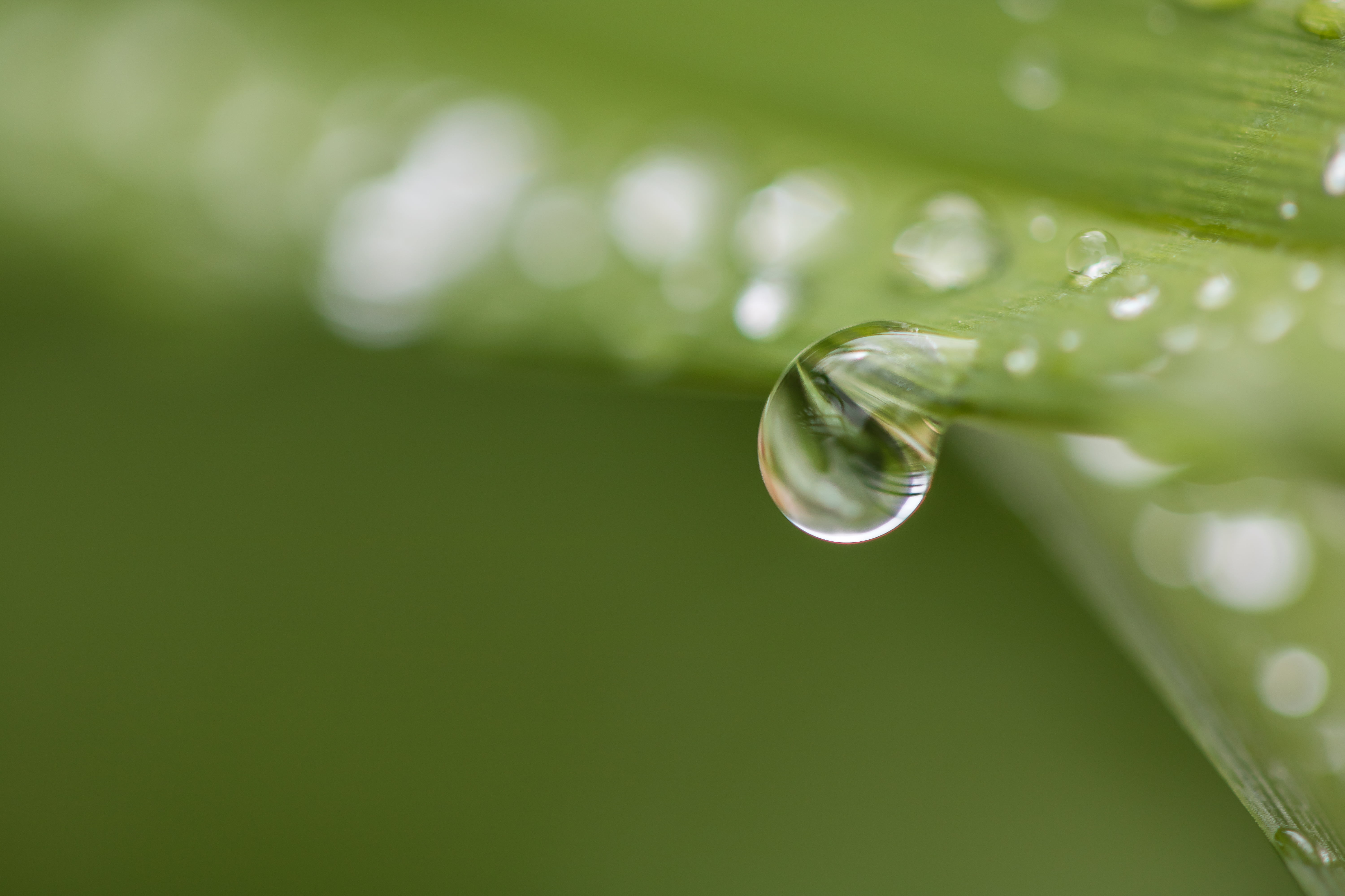 backgrounds, photo, 5K, wet, raindrop, water drop, nature, précipice, springtime, du, drop, edge, close, water, Mondays, summer, rain, leaf, plant, dew, HD Wallpaper