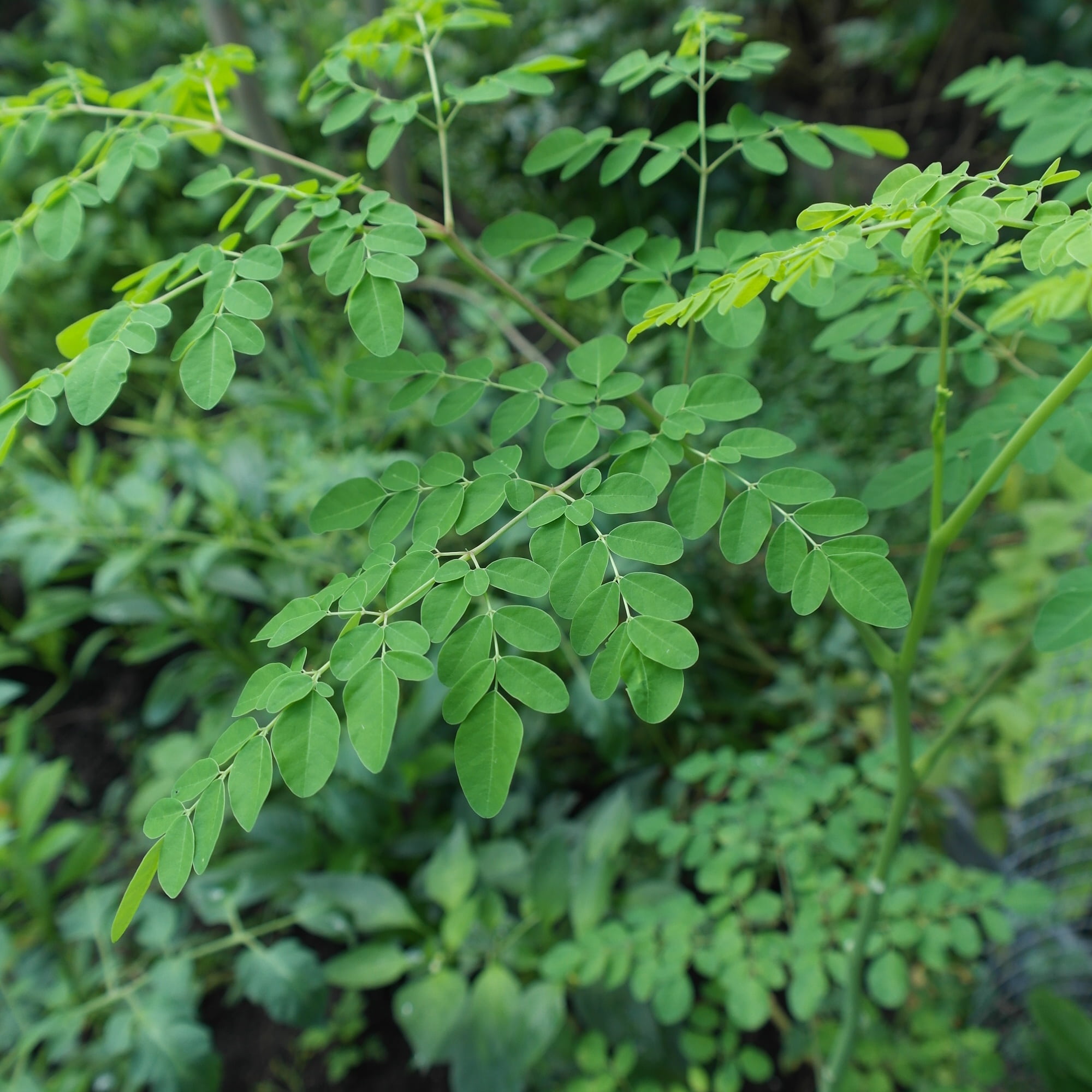 fragility, moringa, nature, day, vulnerability, branches, land, 1080P, high angle view, growth, outdoors, healthy, organic, tranquility, tropical, close-up, Phone HD Wallpaper