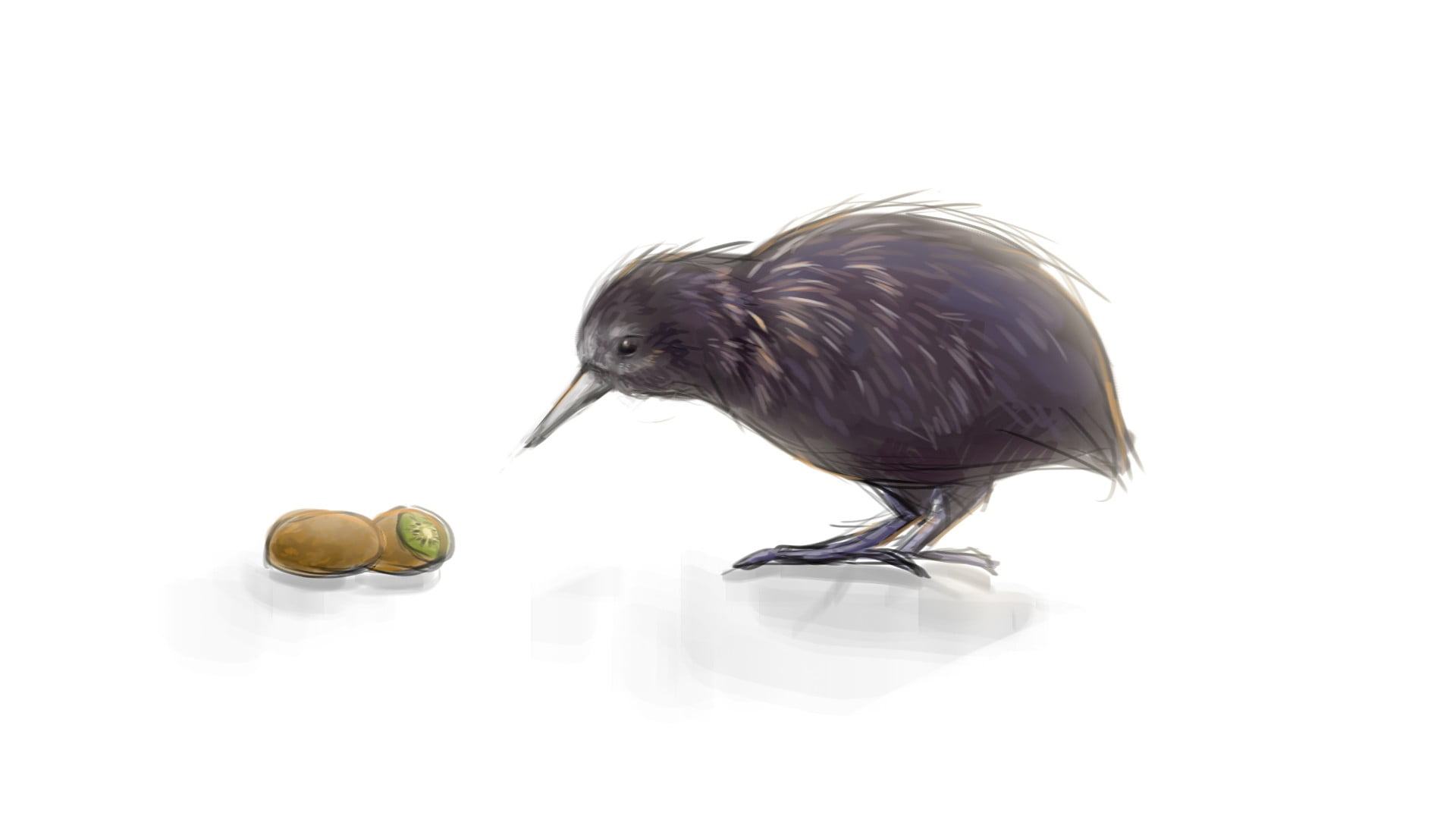 kiwi (animal), white background, kiwi, birds, copy space, animals in the wild, perching, side view, food, eating, zoology, kiwi (fruit), animal themes, HD Wallpaper