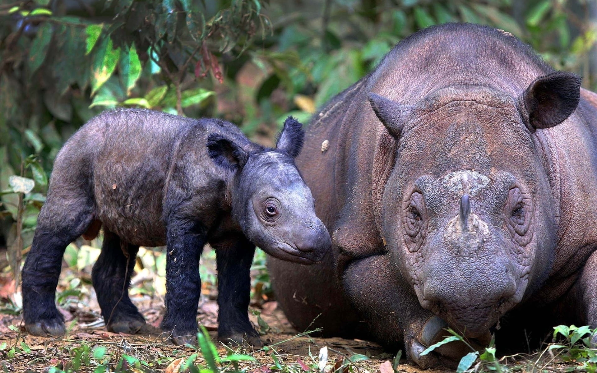 sumatran rhino, outdoors, animal, animal body part, animal themes, 1080P, pair, animals in the wild, adult, no people, herbivorous, close-up, young animal, HD Wallpaper