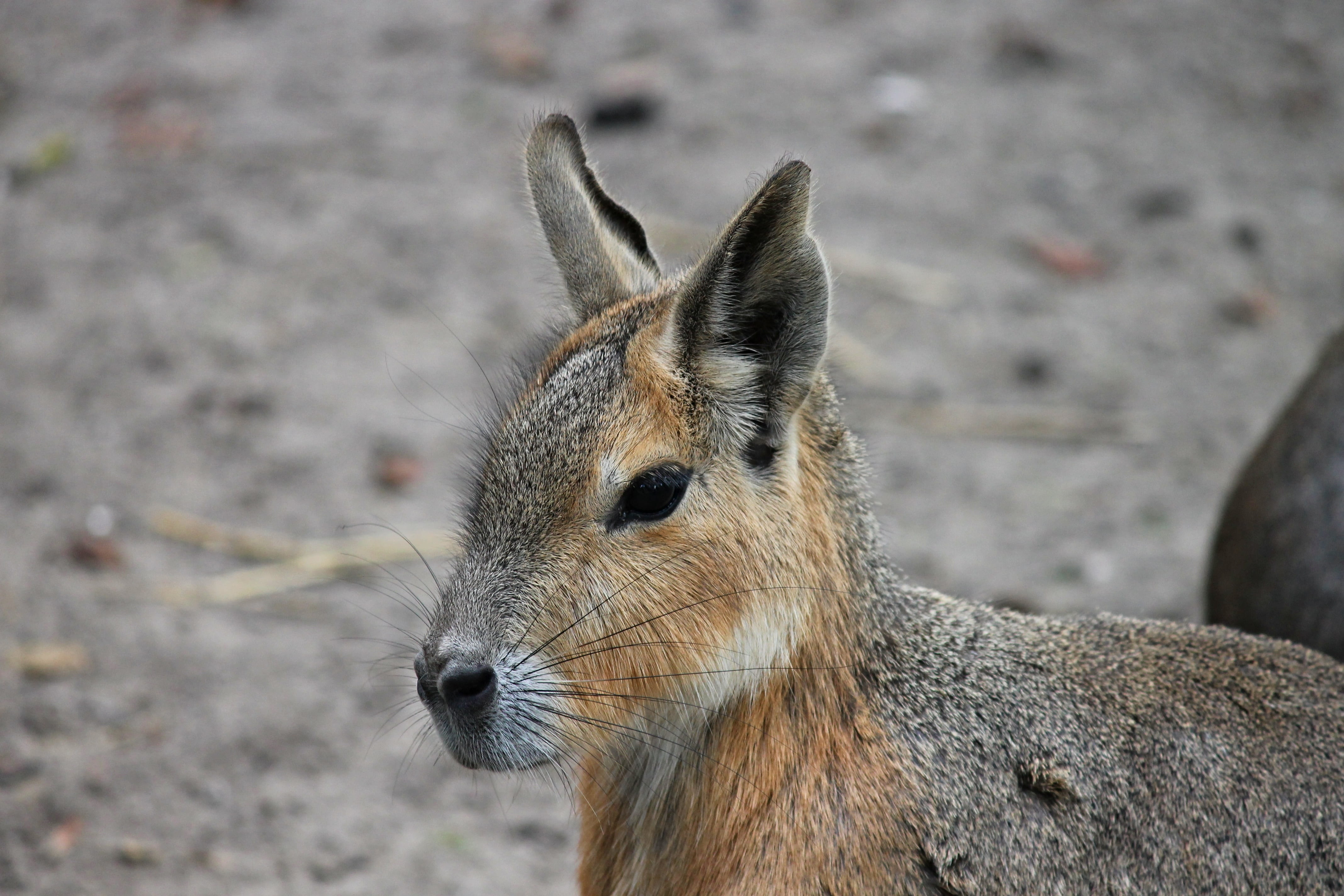 rabbit ears, hare, photography, one animal, no people, view, rodent, cute, animal body part, day, profile view, herbivorous, animal eye, animal, dolichotis patagonum, HD Wallpaper