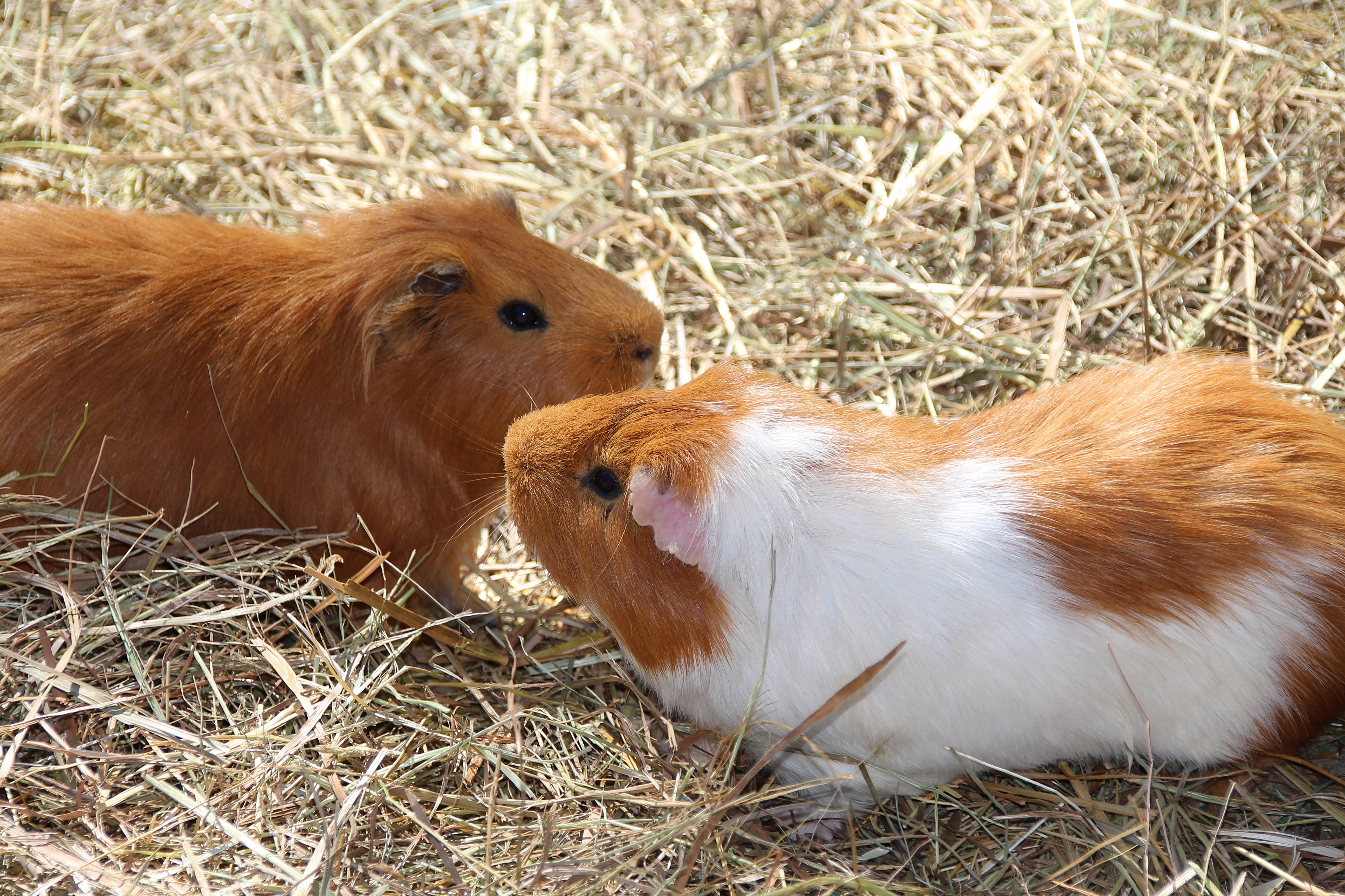 domestic animals, field, nature, small animal, friendship, day, rodent, group of animals, animal, cute, brown, animal wildlife, 5K, domestic, sweet, land, HD Wallpaper