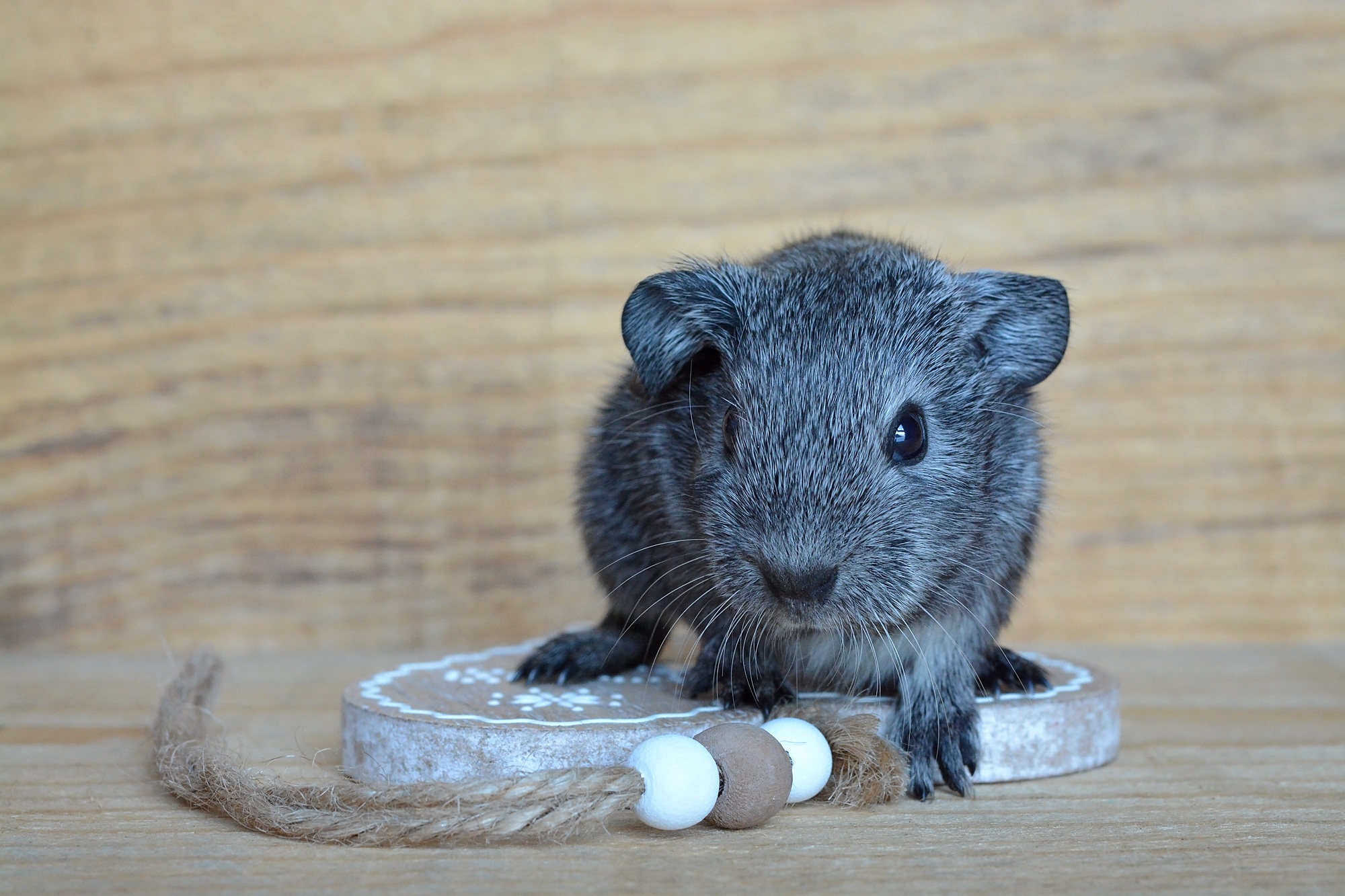animal wildlife, one animal, table, domestic, day, gray, container, hanging, black and white agouti, nager, cute, small, portrait, wood - material, baby guinea pigs, HD Wallpaper