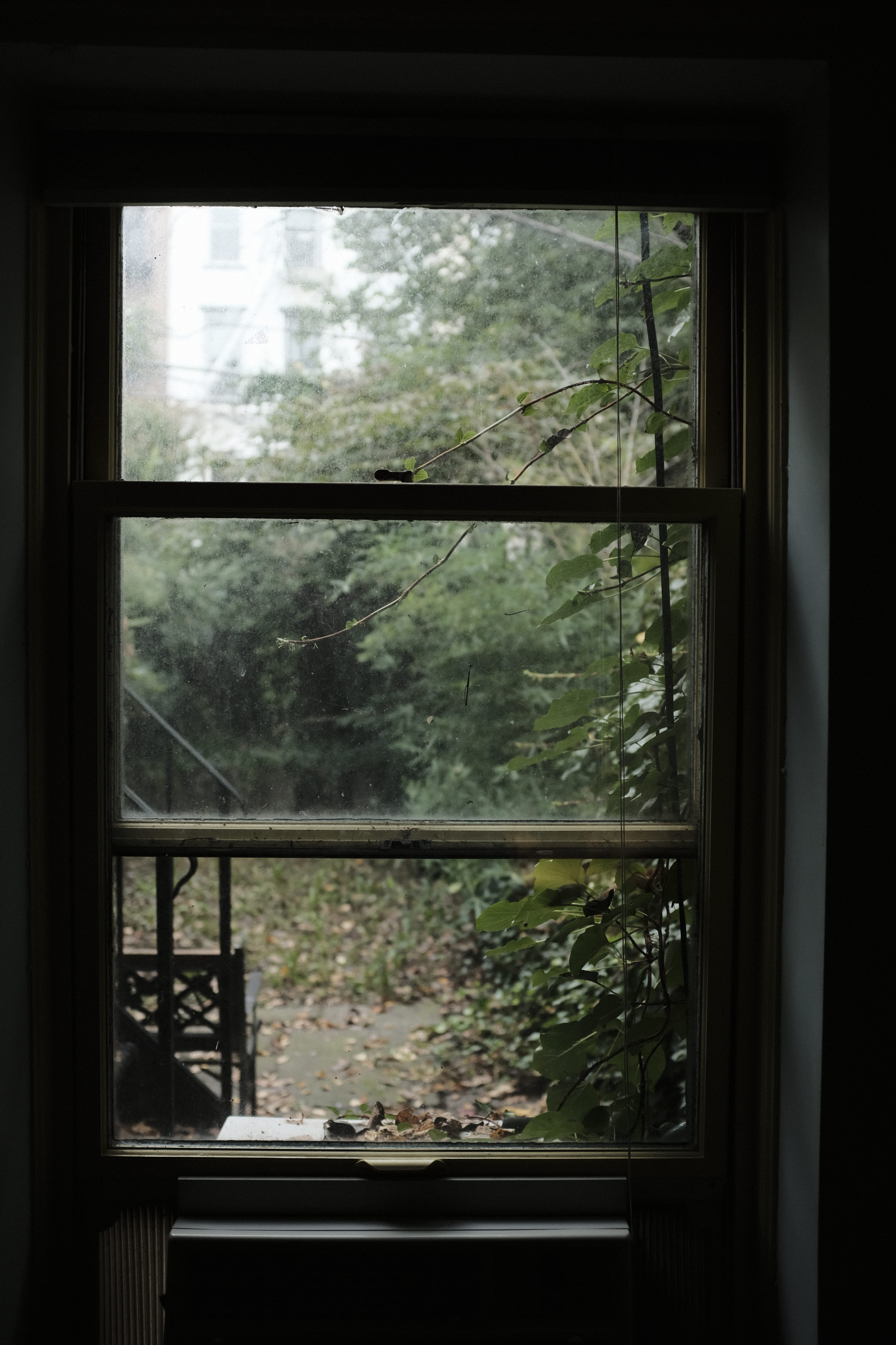 dark, glass - material, green color, clear, day, muggy, growth, window frame, indoors, plants, looking out, garden, nature, autumn, window, domestic room, Phone HD Wallpaper