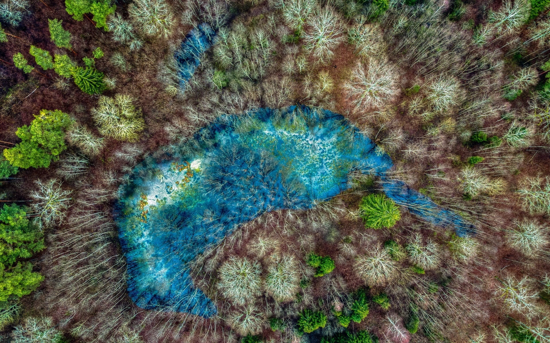 animal wildlife, aerial view, forest, one animal, sea, high angle view, animal themes, trees, animal, marine, underwater, aerial, turquoise colored, no people, HD Wallpaper