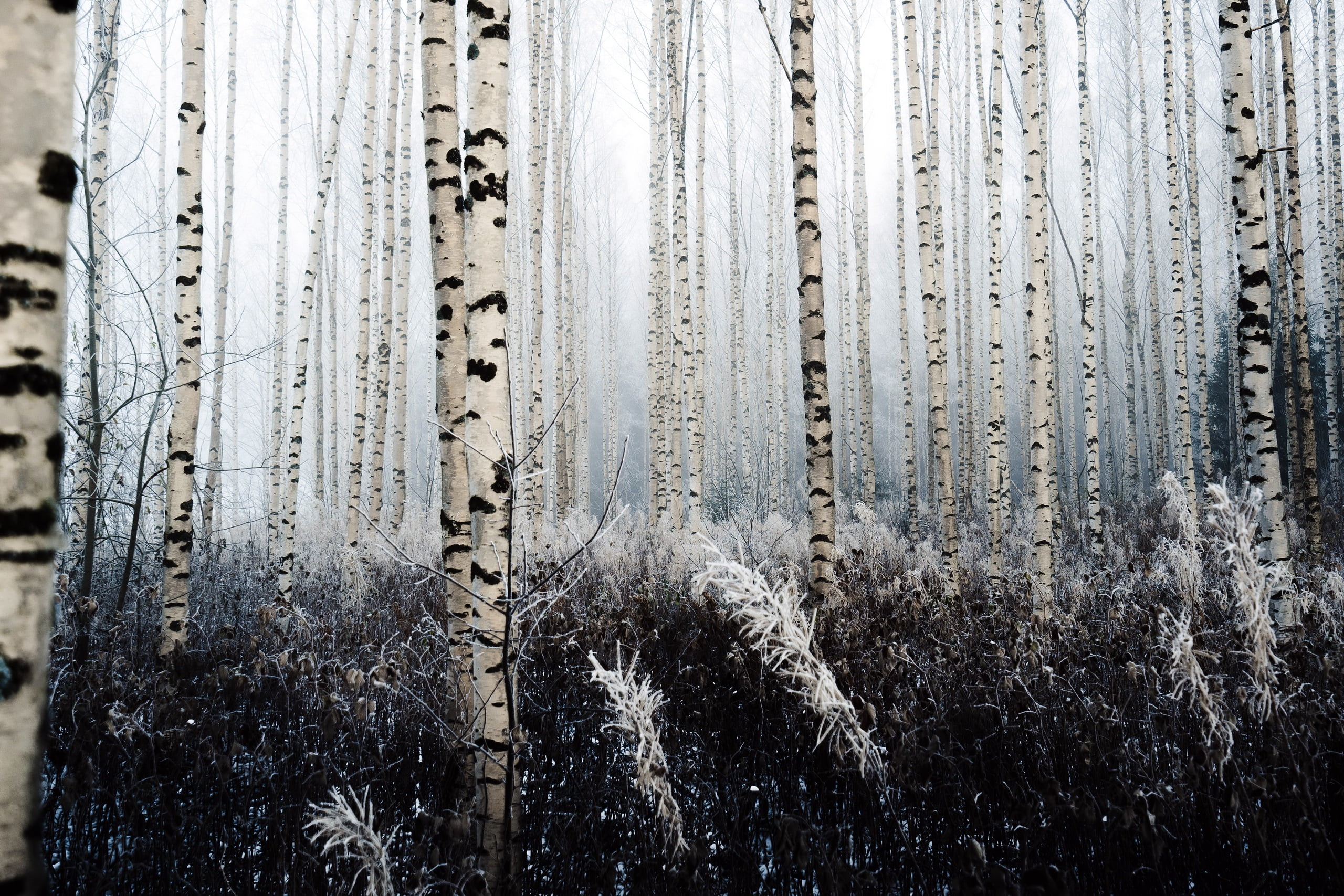 winter, frozen, snow, land, floral, black, white, forest, textured, full frame, trees, 2K, nature, tree trunk, ice, window, pattern, outdoors, curtain, HD Wallpaper
