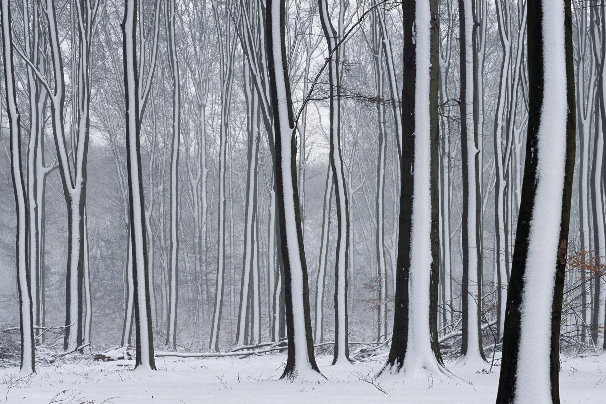 snow, non-urban scene, tree trunk, tranquil scene, plant, forest, woodland, no people, 1080P, environment, winter, beauty in nature, trunk, snowing, cold temperature, HD Wallpaper