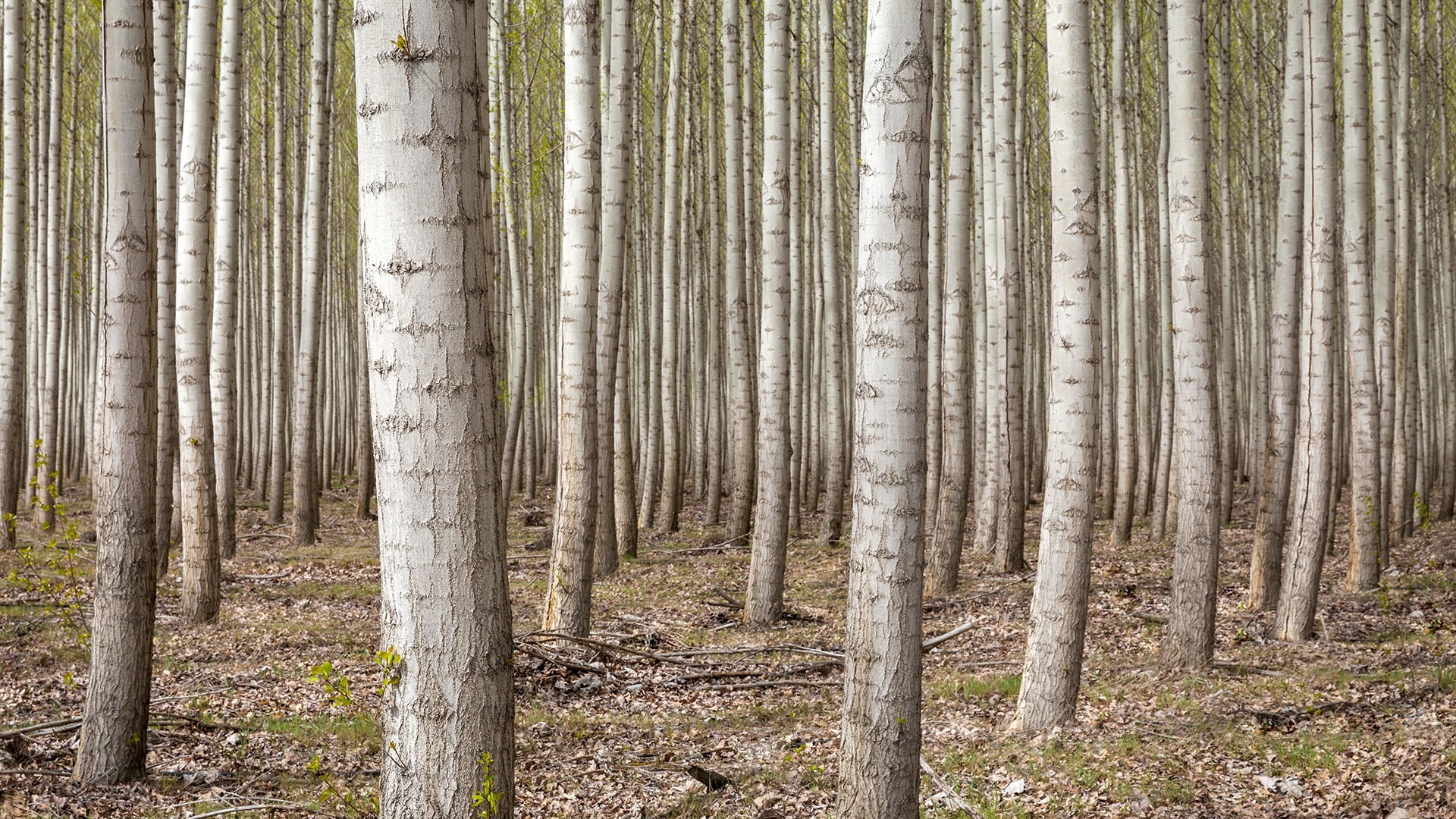 USA, plant, environment, trees, woodland, tranquility, scenics - nature, curtain, pine tree, tree trunk, remote, tree, white, non-urban scene, nature, day, HD Wallpaper