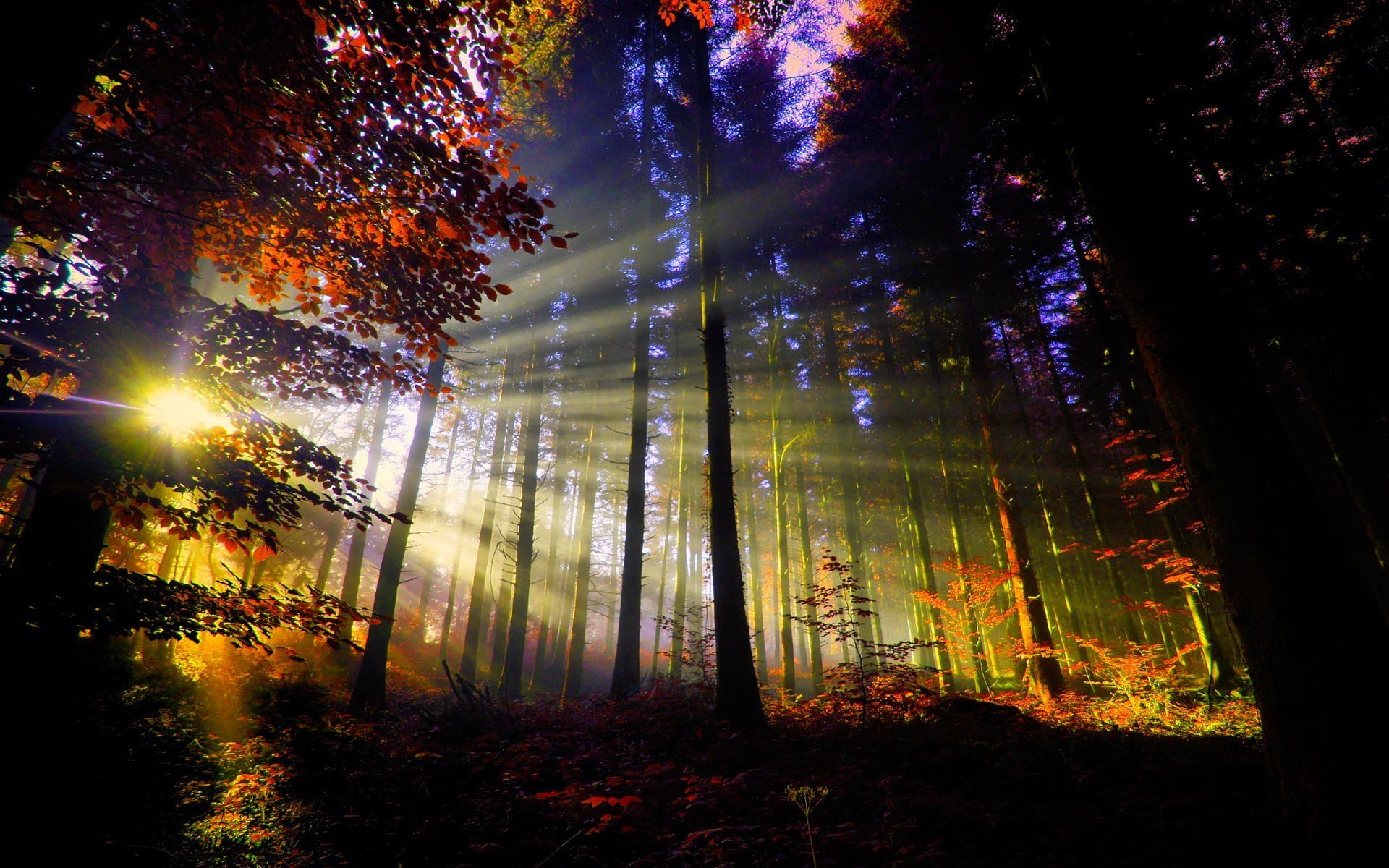 tranquility, forest, sunbeam, white, sunlight, scenics - nature, idyllic, tranquil scene, window, nature, tree, trunk, red, woodland, land, streaming, lens flare, HD Wallpaper