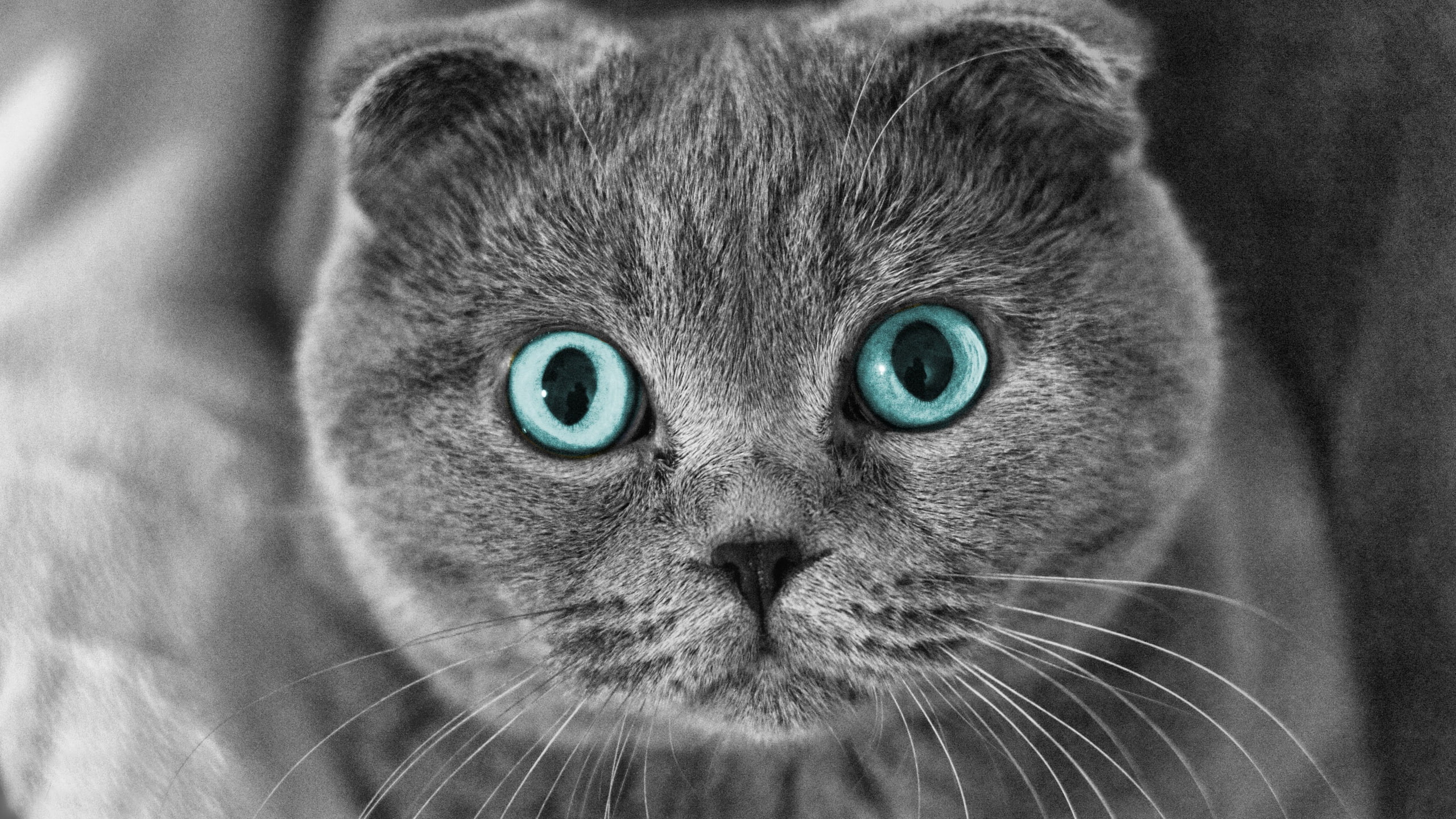 Eyes, 2K, Fold, Scottish, Cat, Face, HD Wallpaper