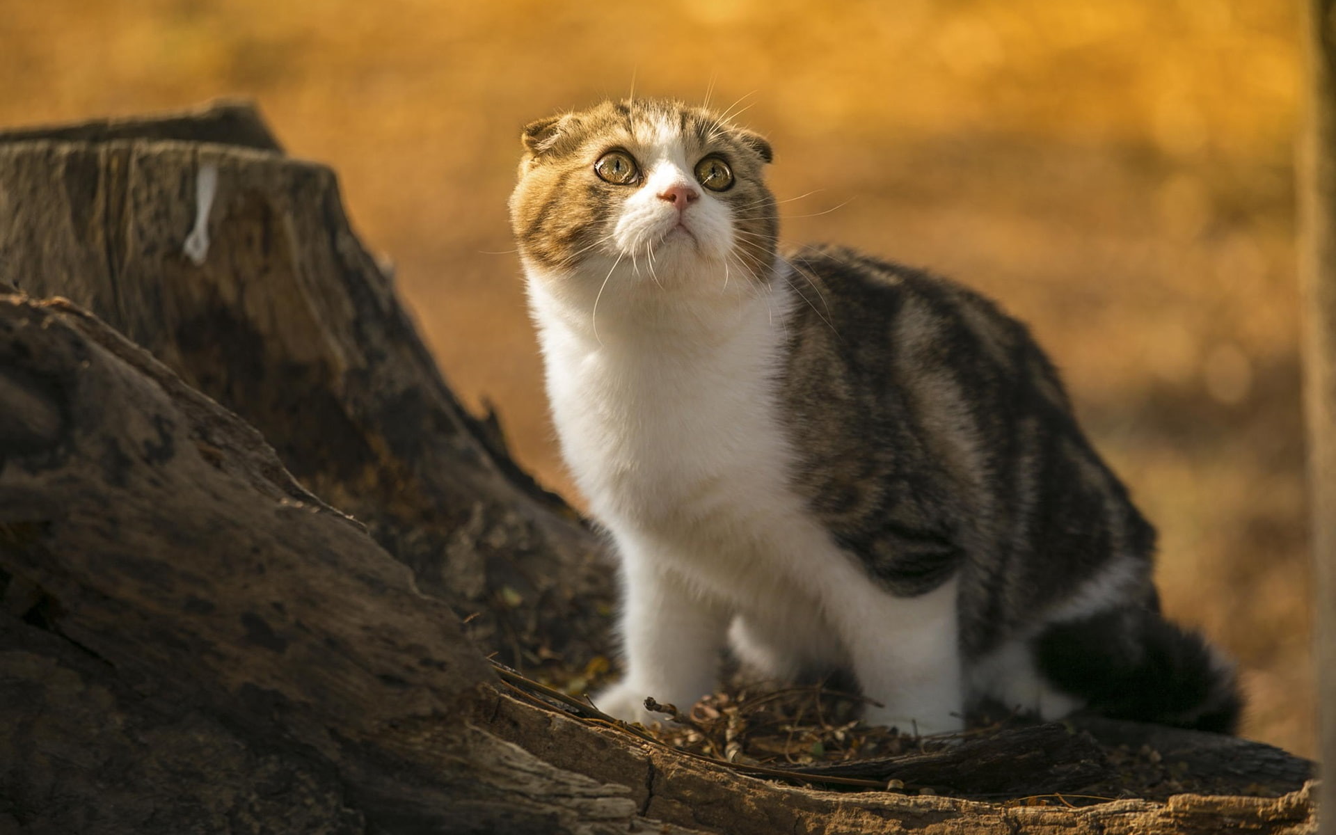 Stump, Fold, Sunlight, 1080P, Cat, Scottish, Look, Cute, HD Wallpaper