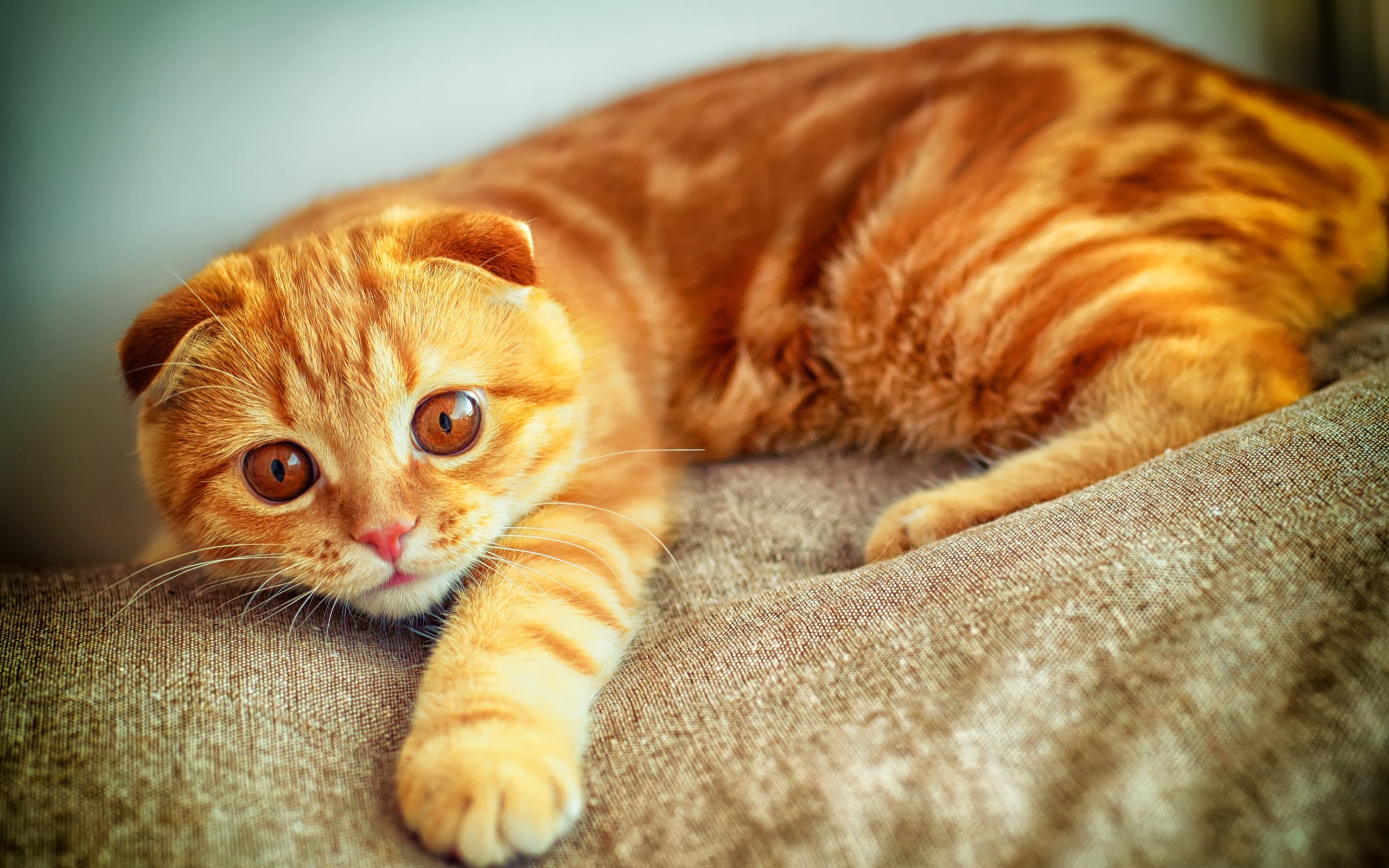 2K, Yellow, Cat, Fold, Color, Portrait, Scottish, HD Wallpaper